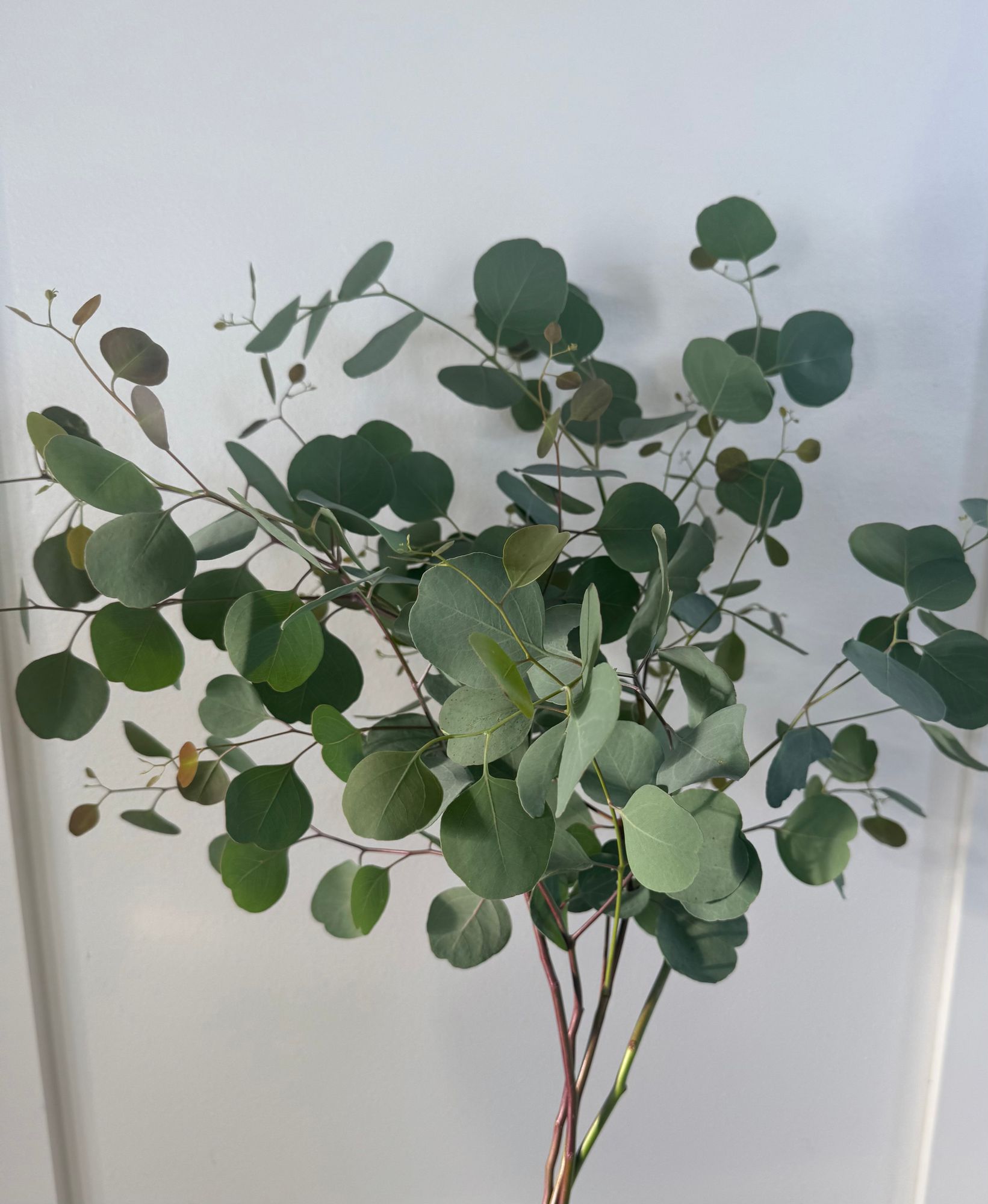 EUCALYPTUS