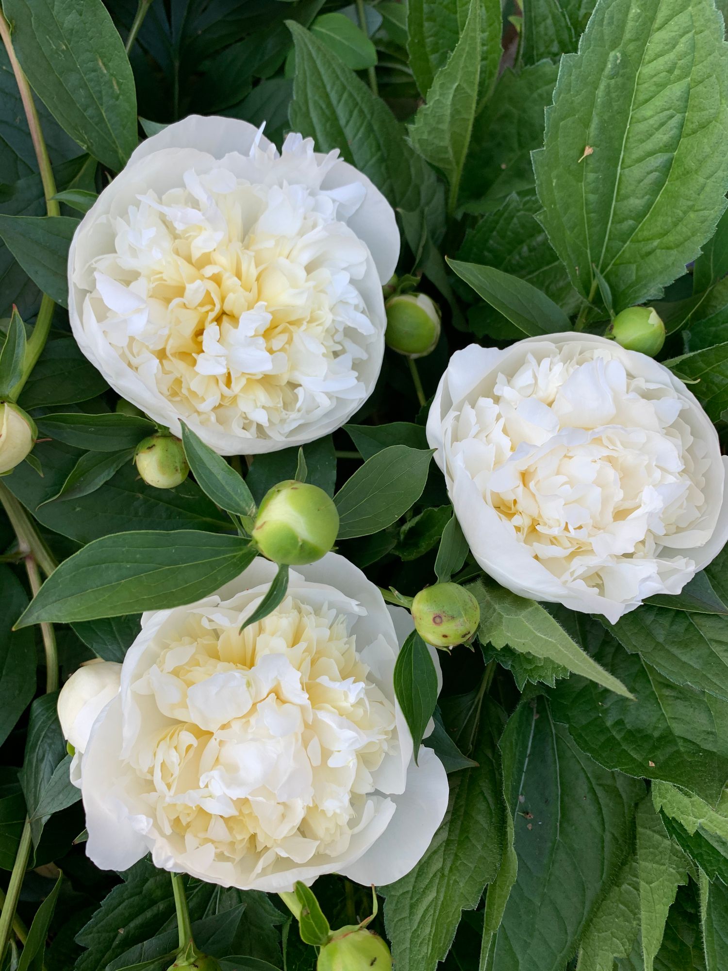 PAEONIA