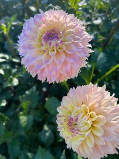 DAHLIA
