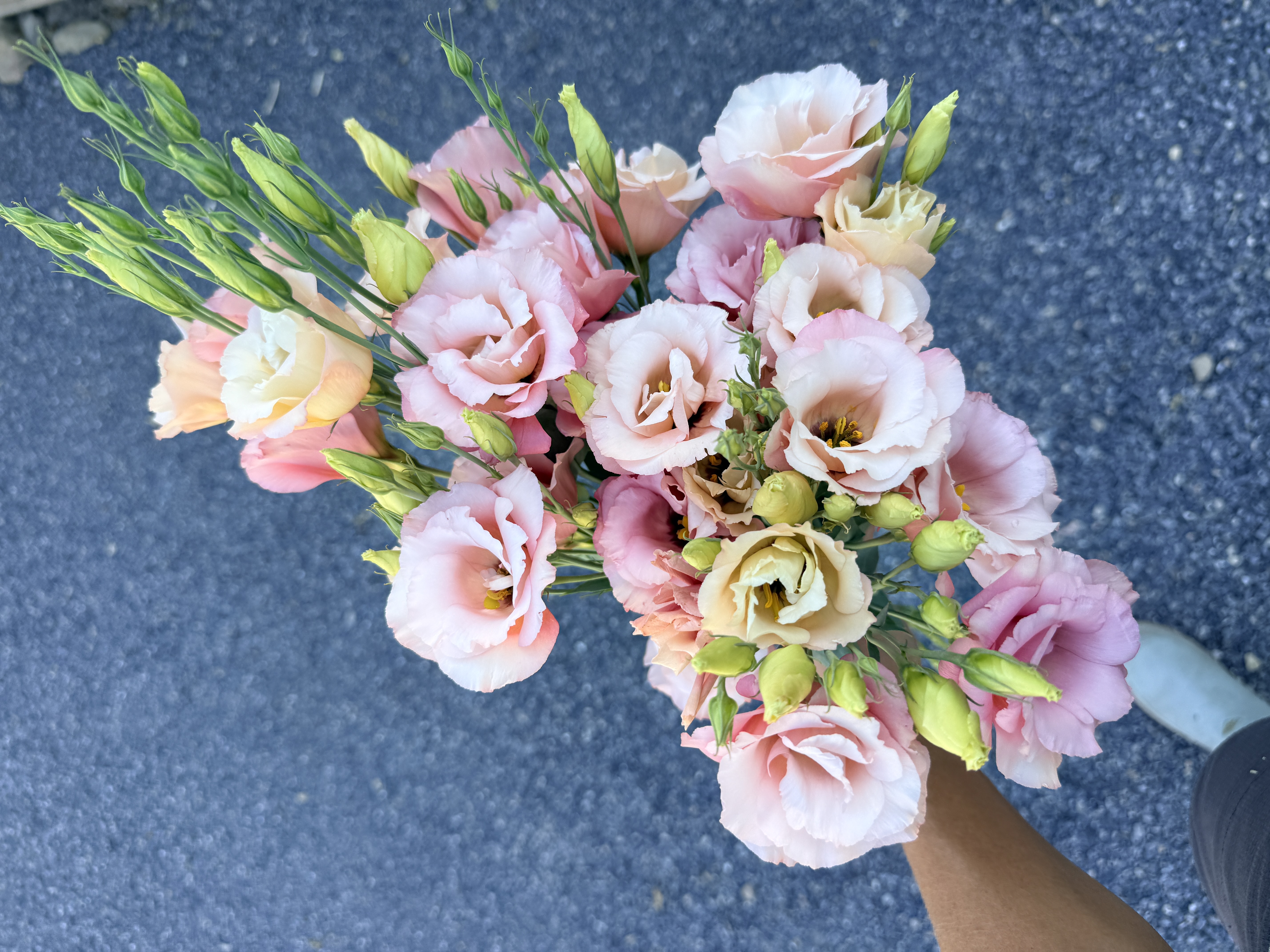 EUSTOMA grandiflorum Super Magic Apricot