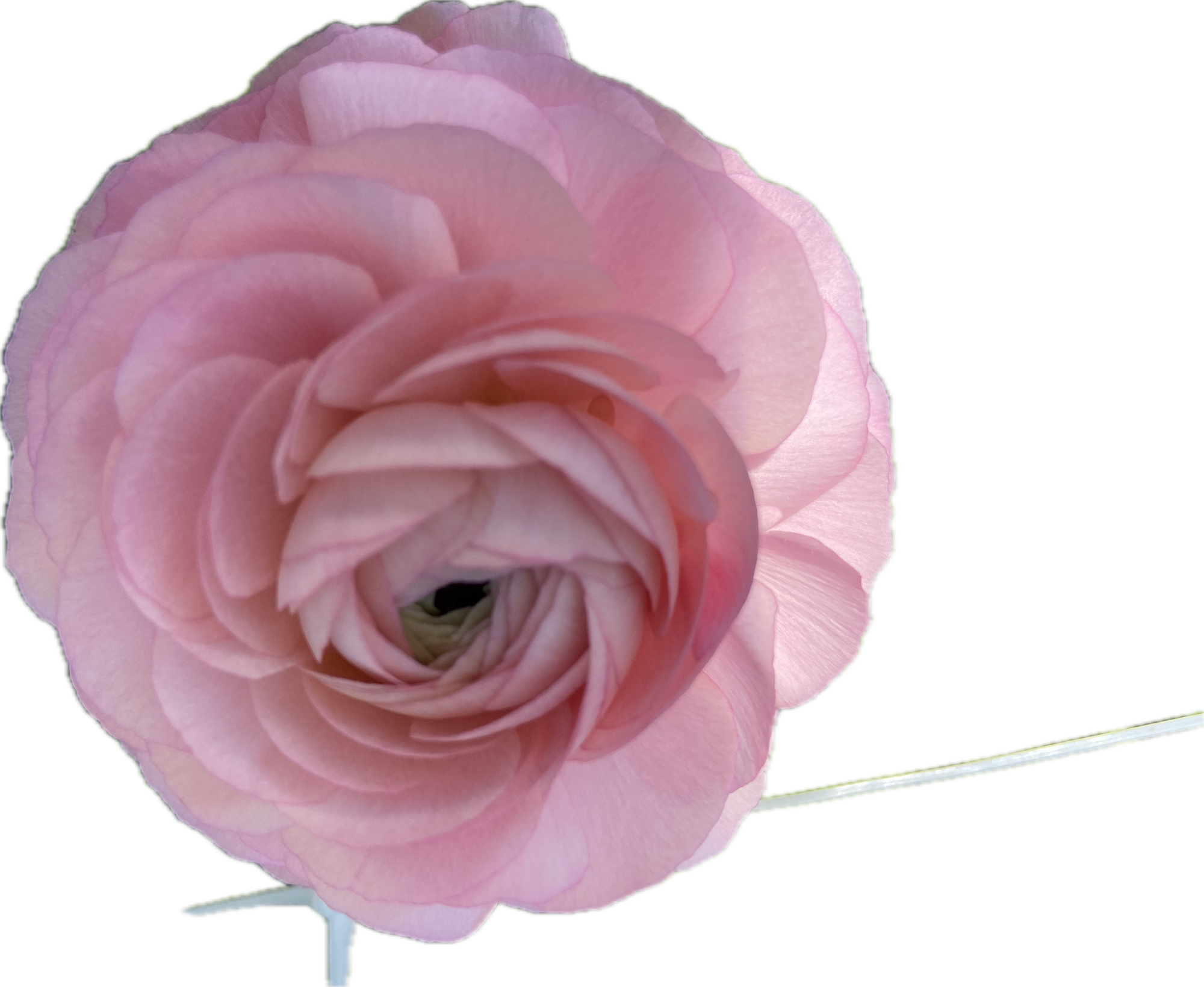 RANUNCULUS