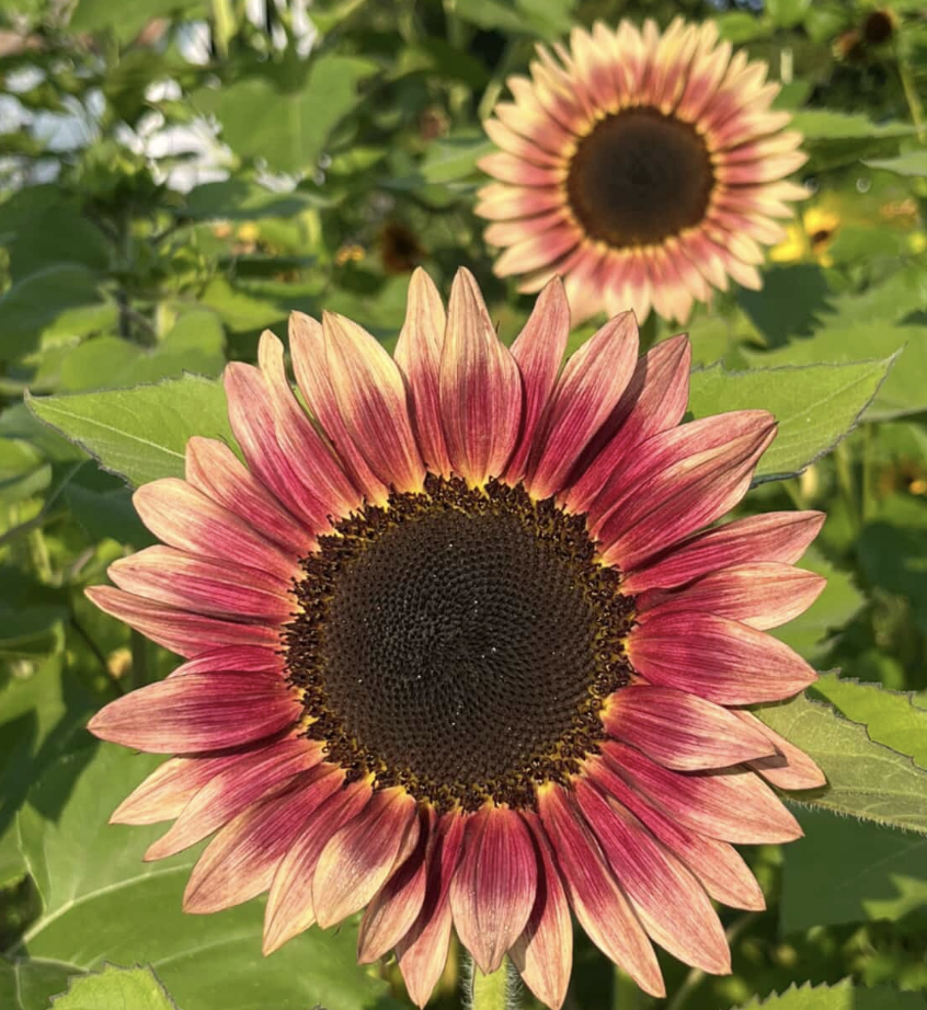 HELIANTHUS annuus ProCut Plum