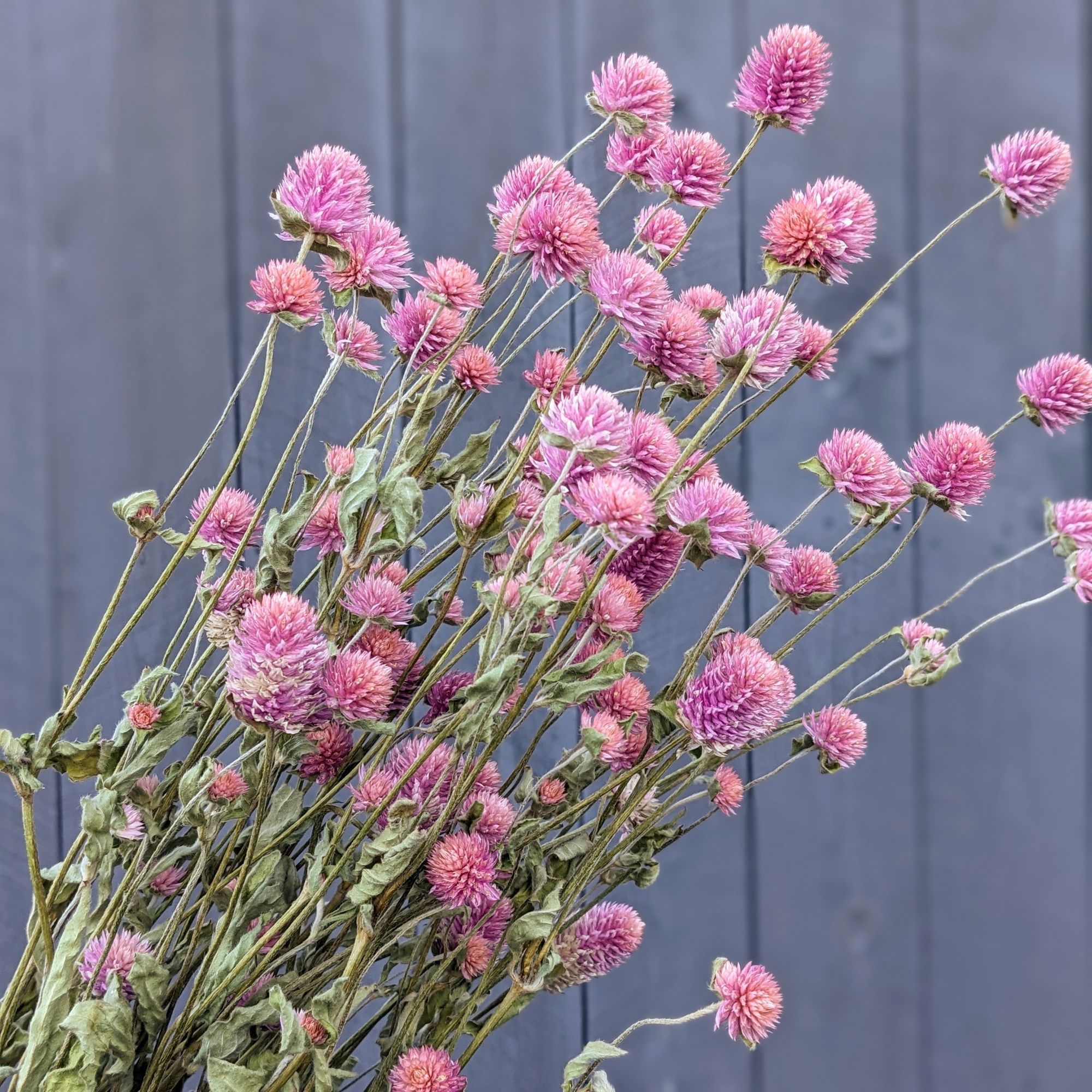 GOMPHRENA globosa