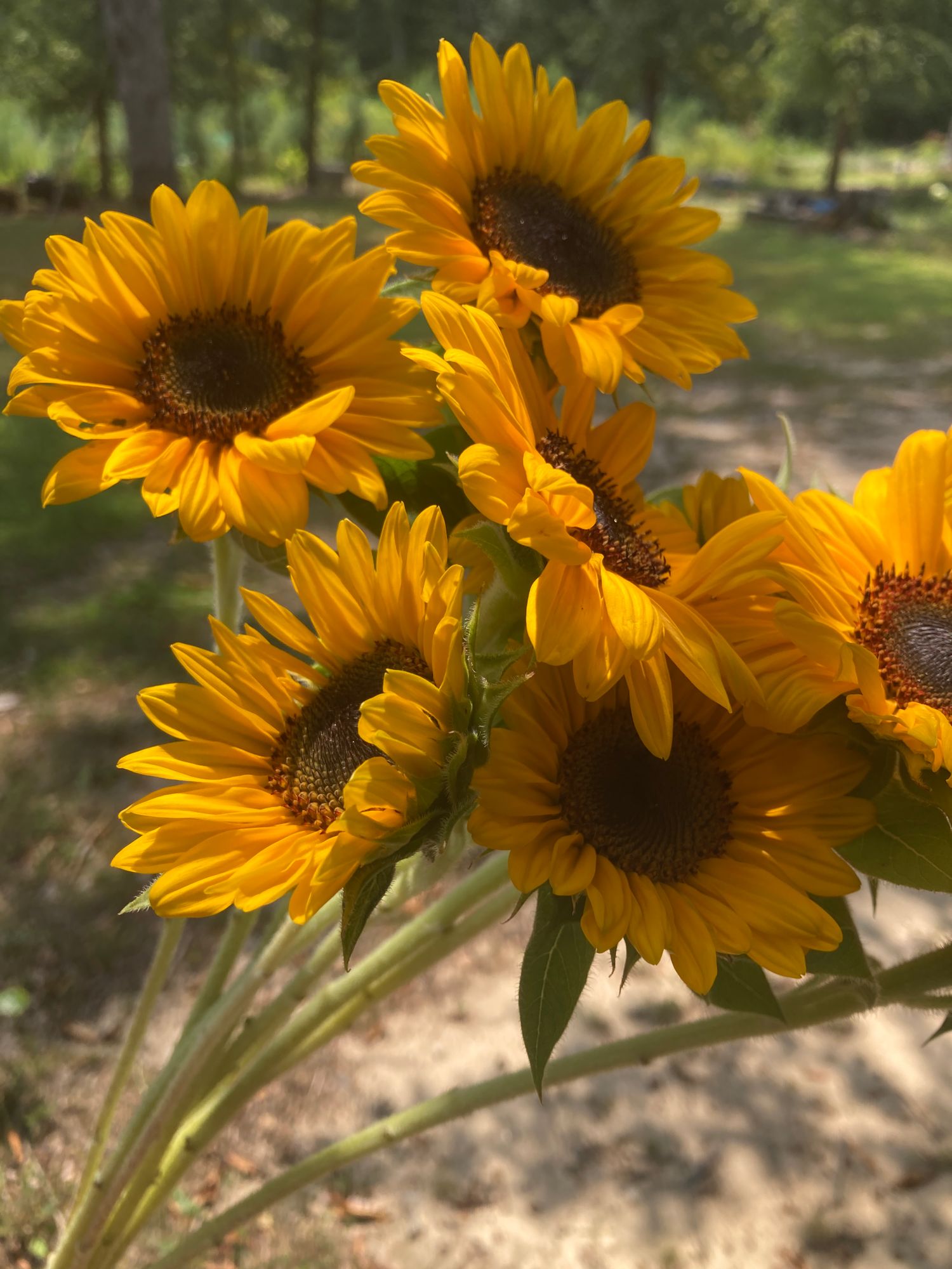 HELIANTHUS annuus