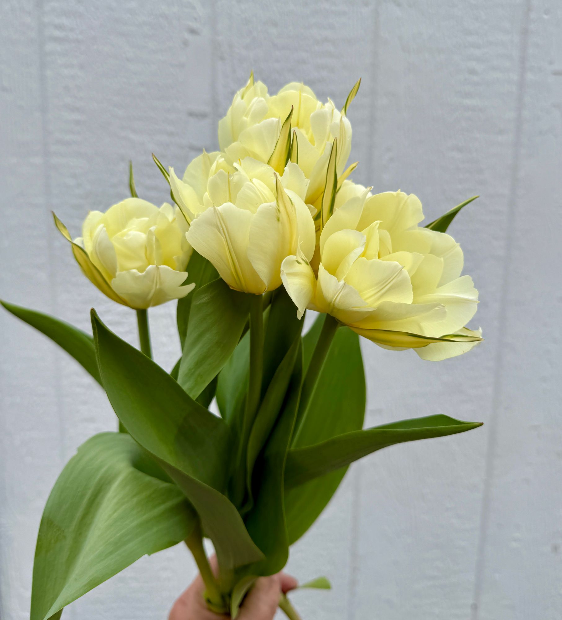 TULIPA