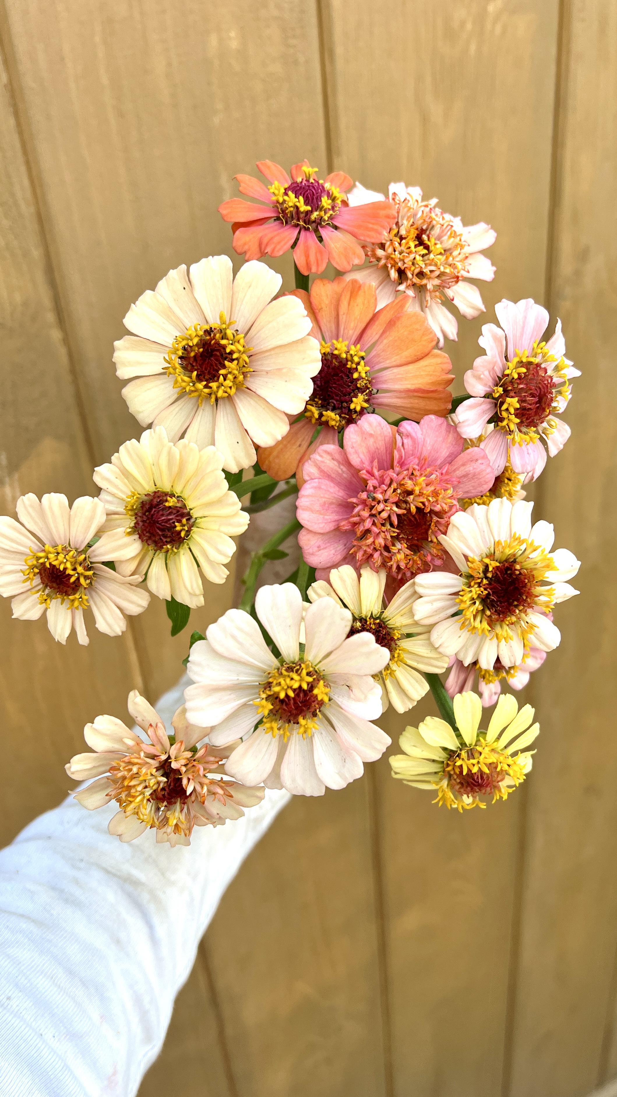 ZINNIA elegans Zinderella Peach