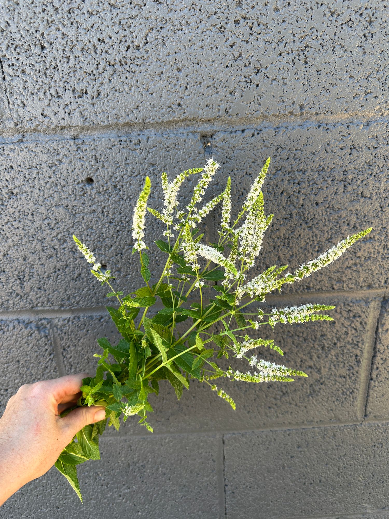 MENTHA spicata Kentucky Colonel