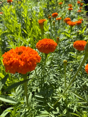 TAGETES erecta