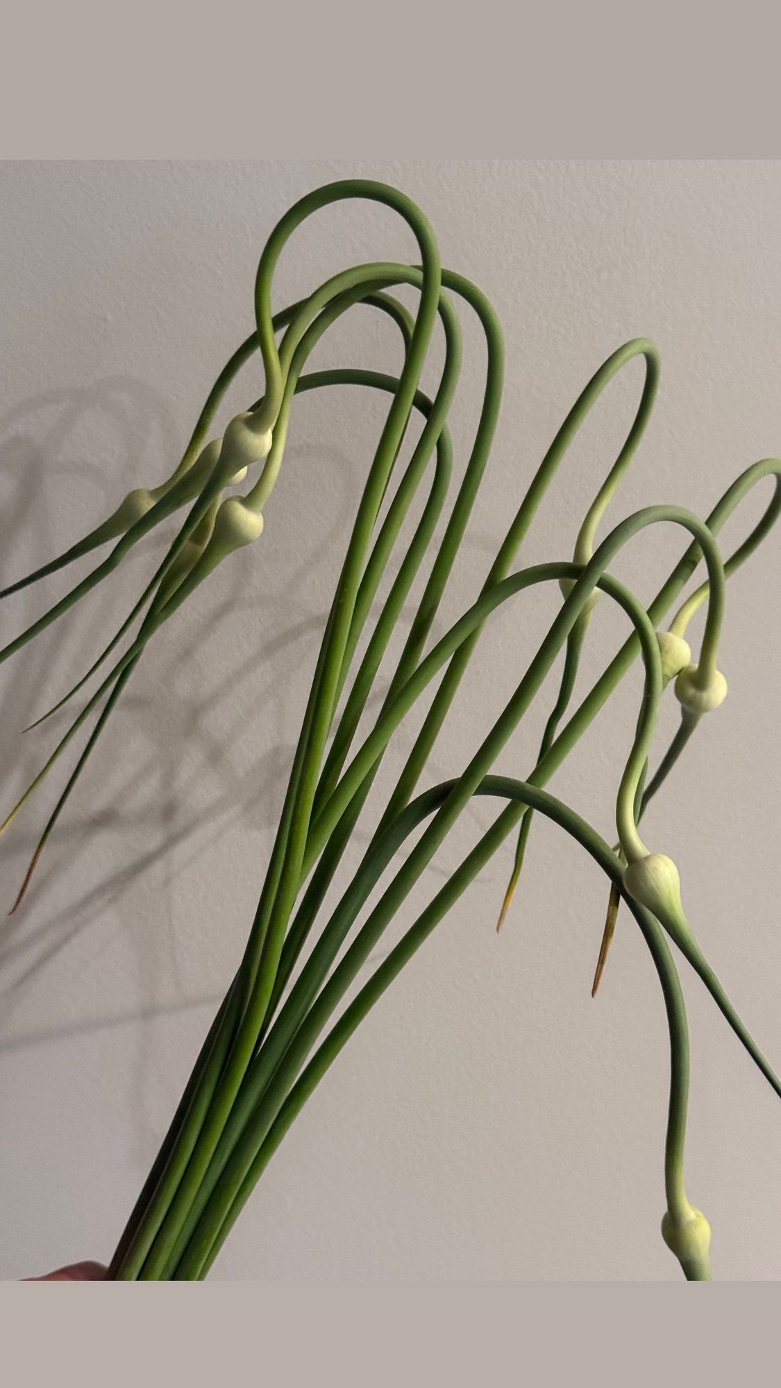 ALLIUM sativum var. ophioscorodon