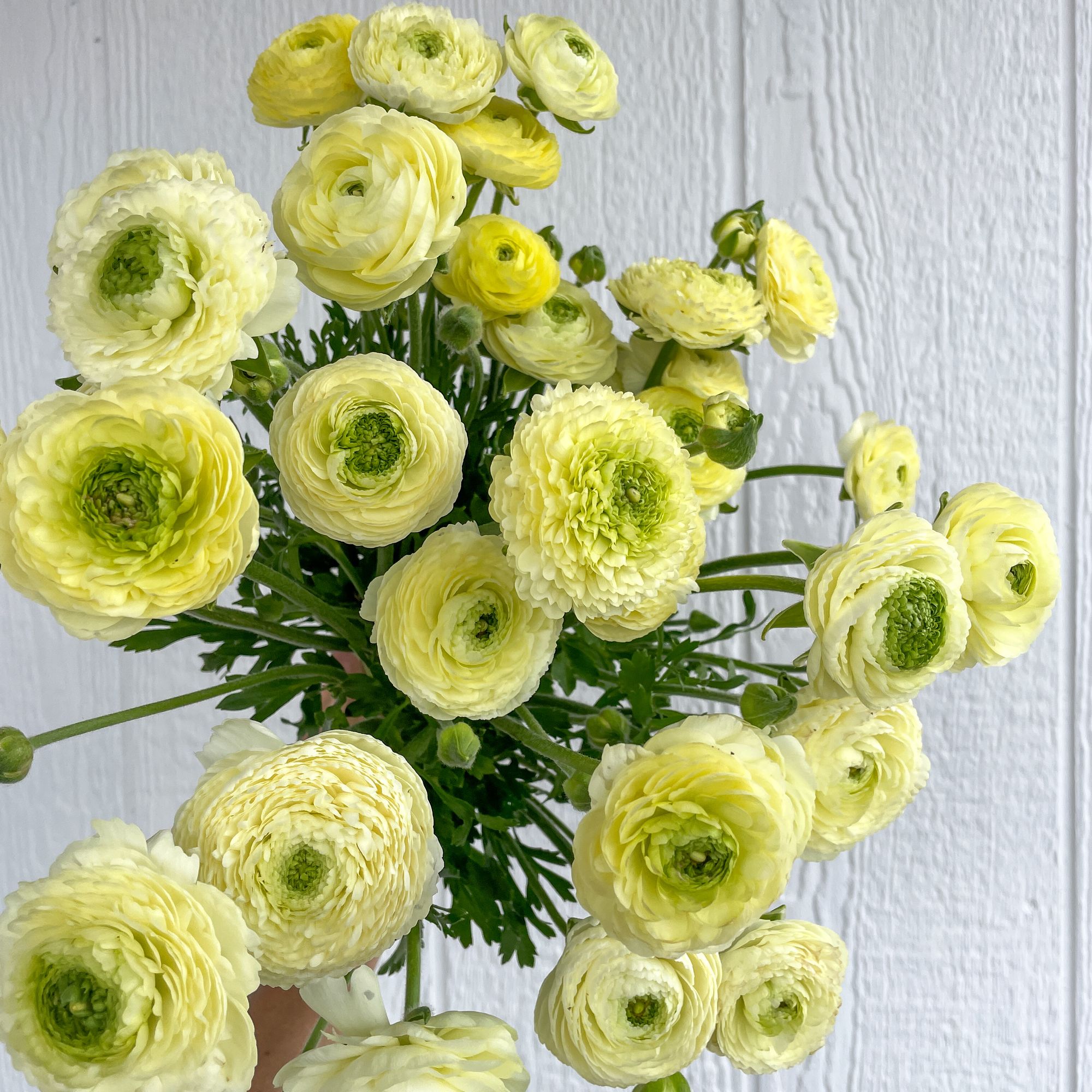 RANUNCULUS Elegance Crema
