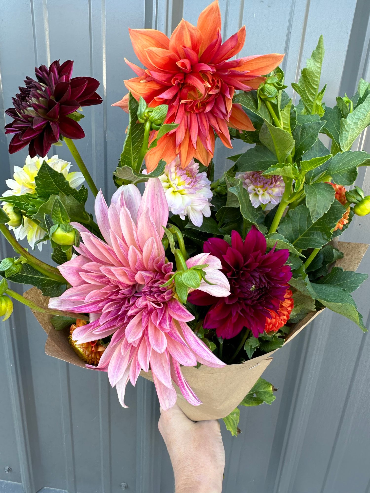 DAHLIA