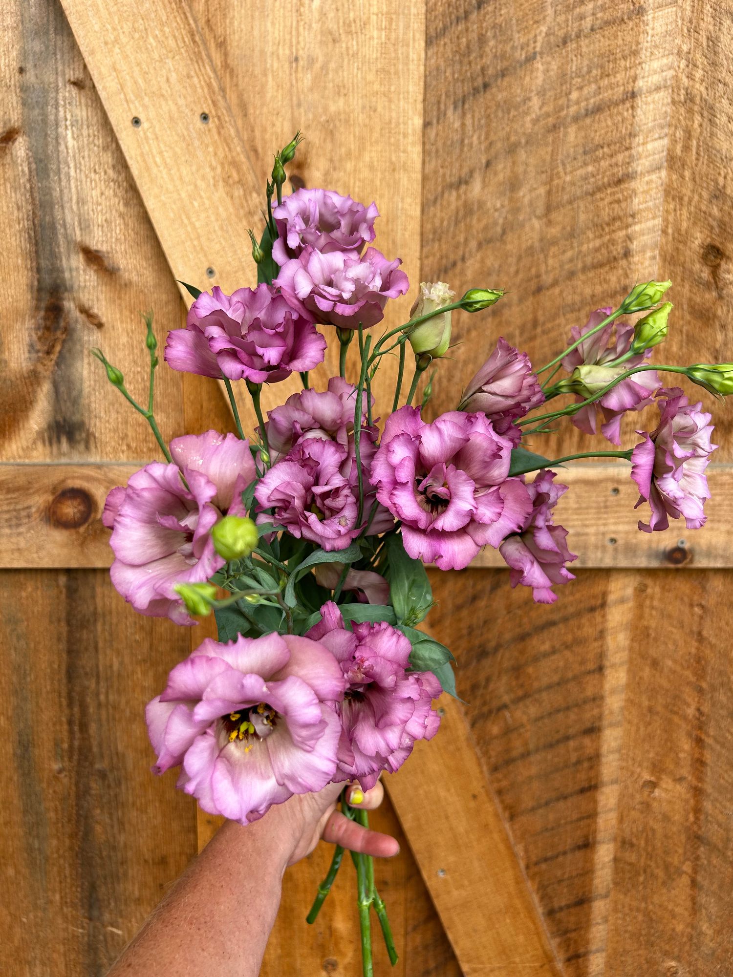 EUSTOMA grandiflorum Celeb Wine