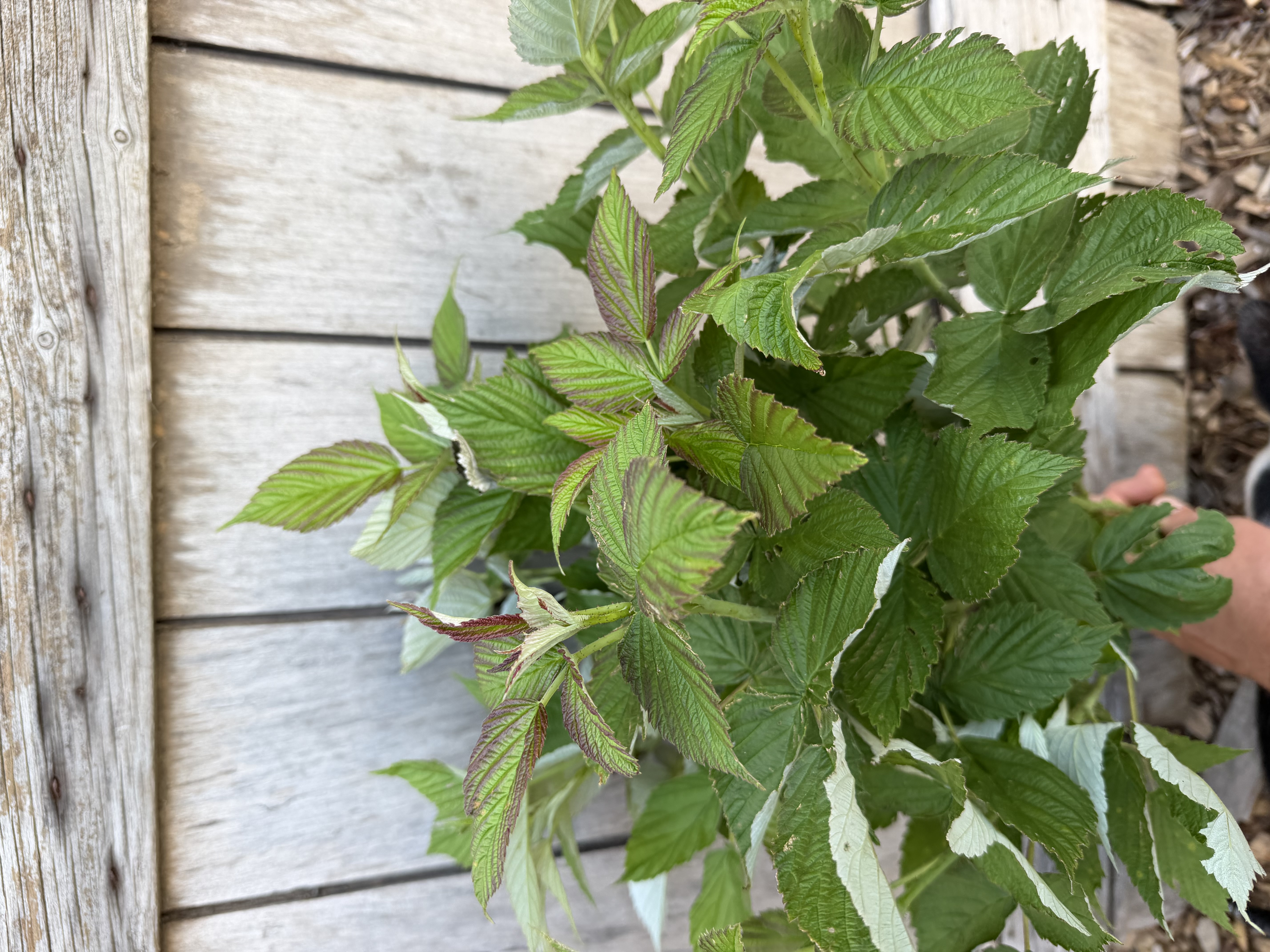 RUBUS idaeus