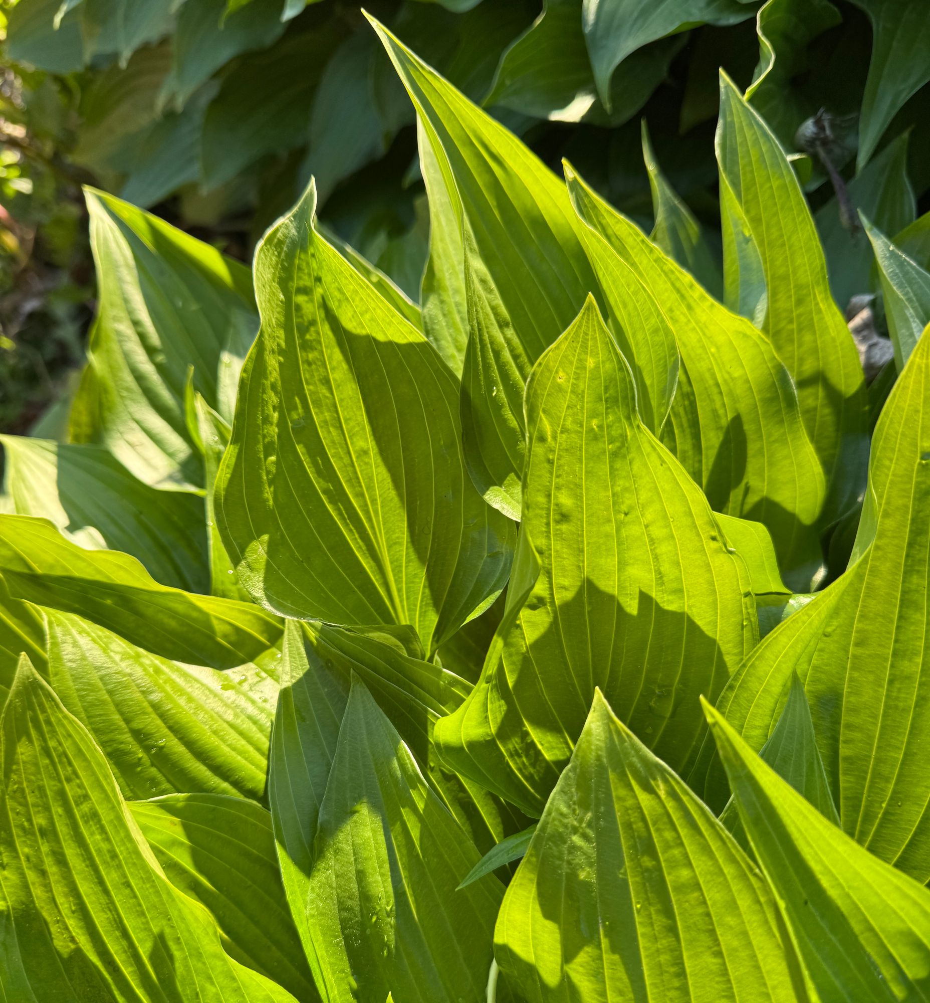 HOSTA elata