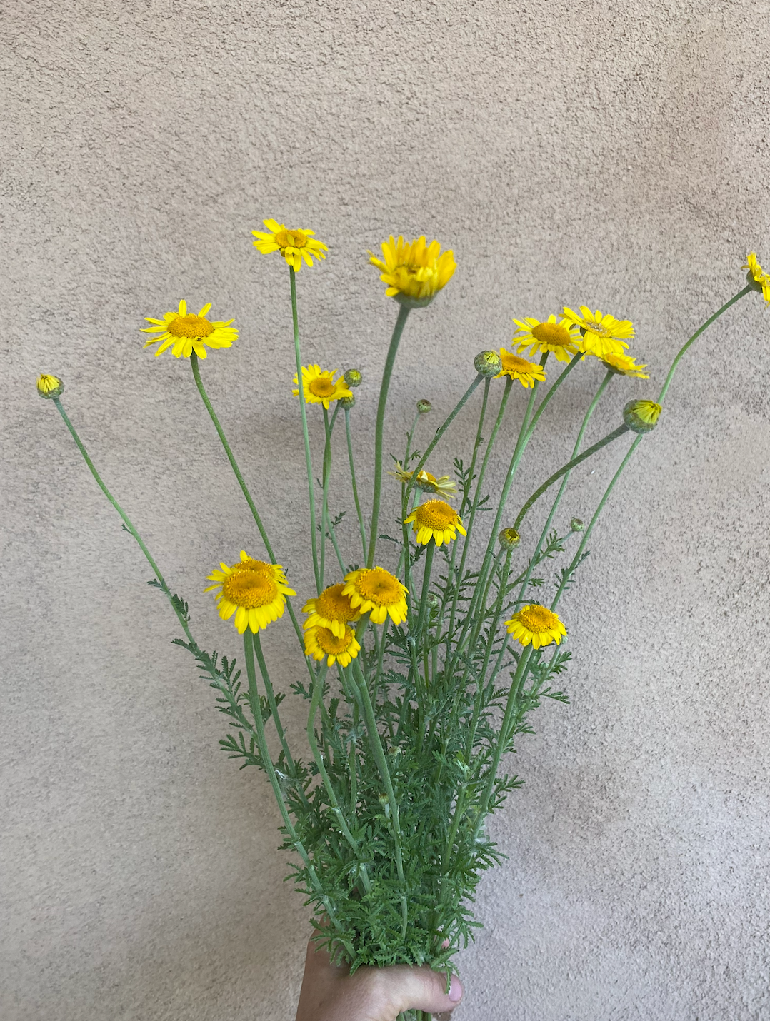 ANTHEMIS tinctoria