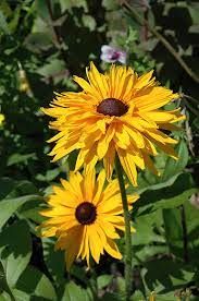 RUDBECKIA hirta Gloriosa Double Daisy