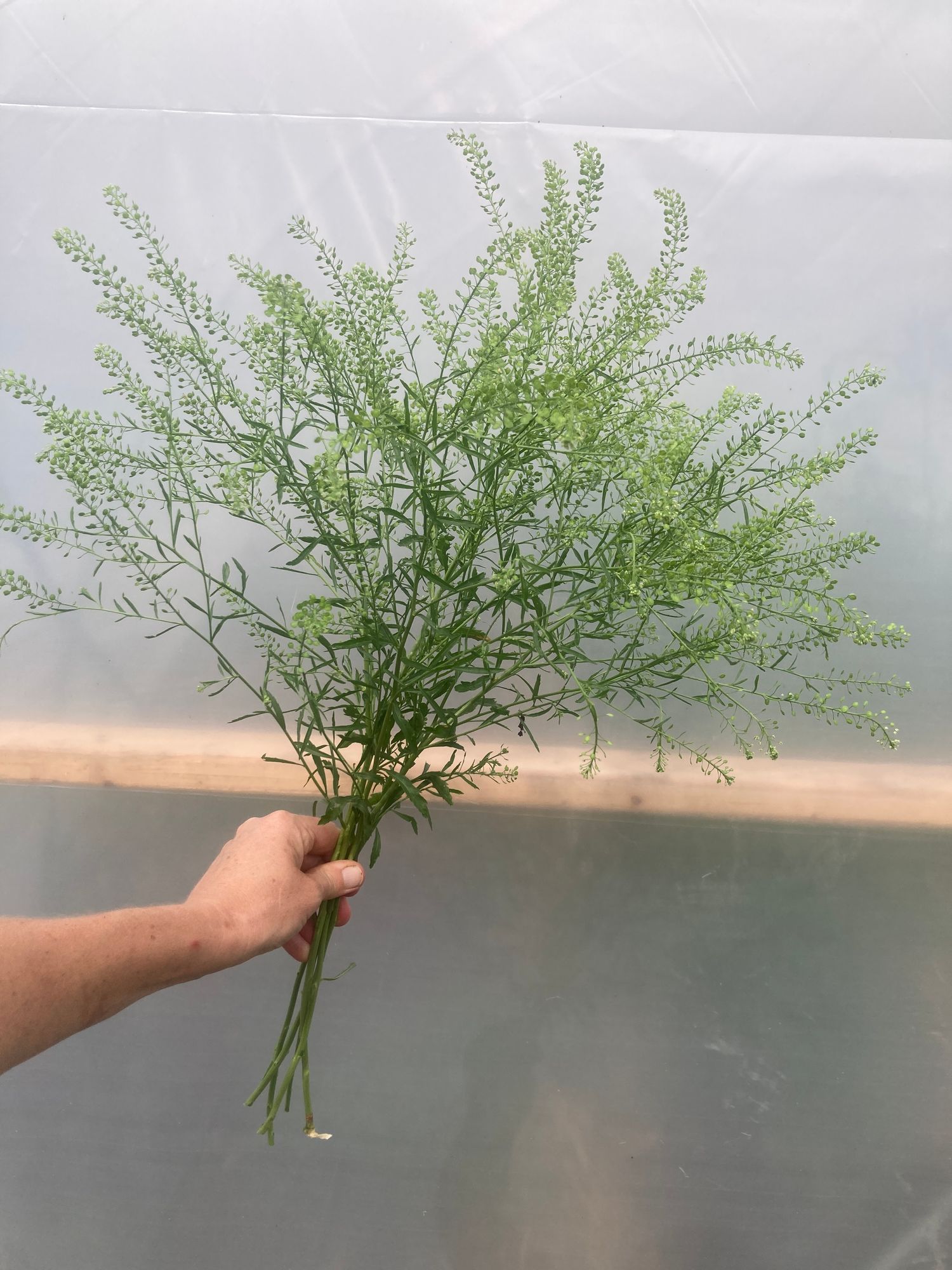 LEPIDIUM ruderale