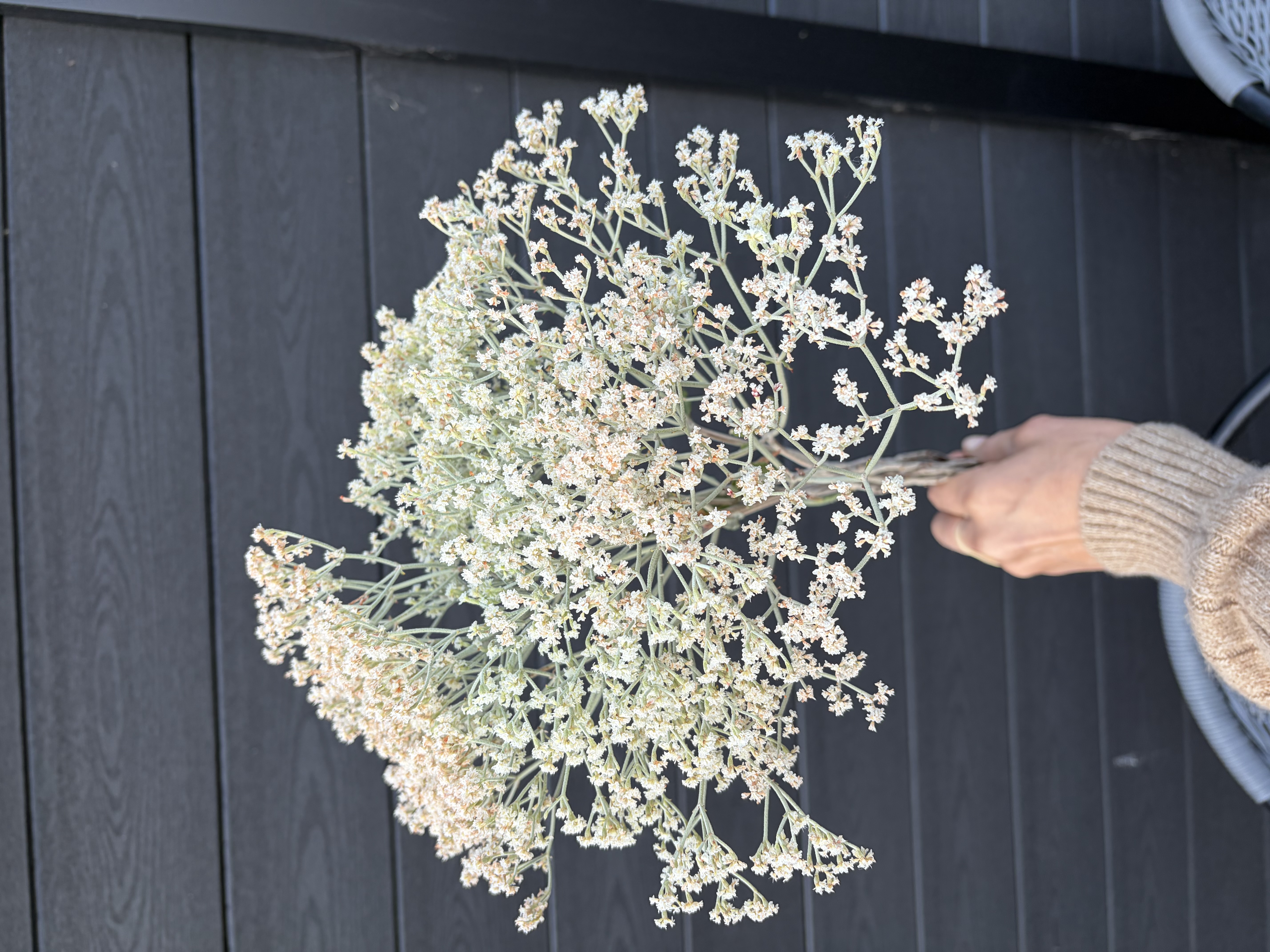 ERIOGONUM nudum
