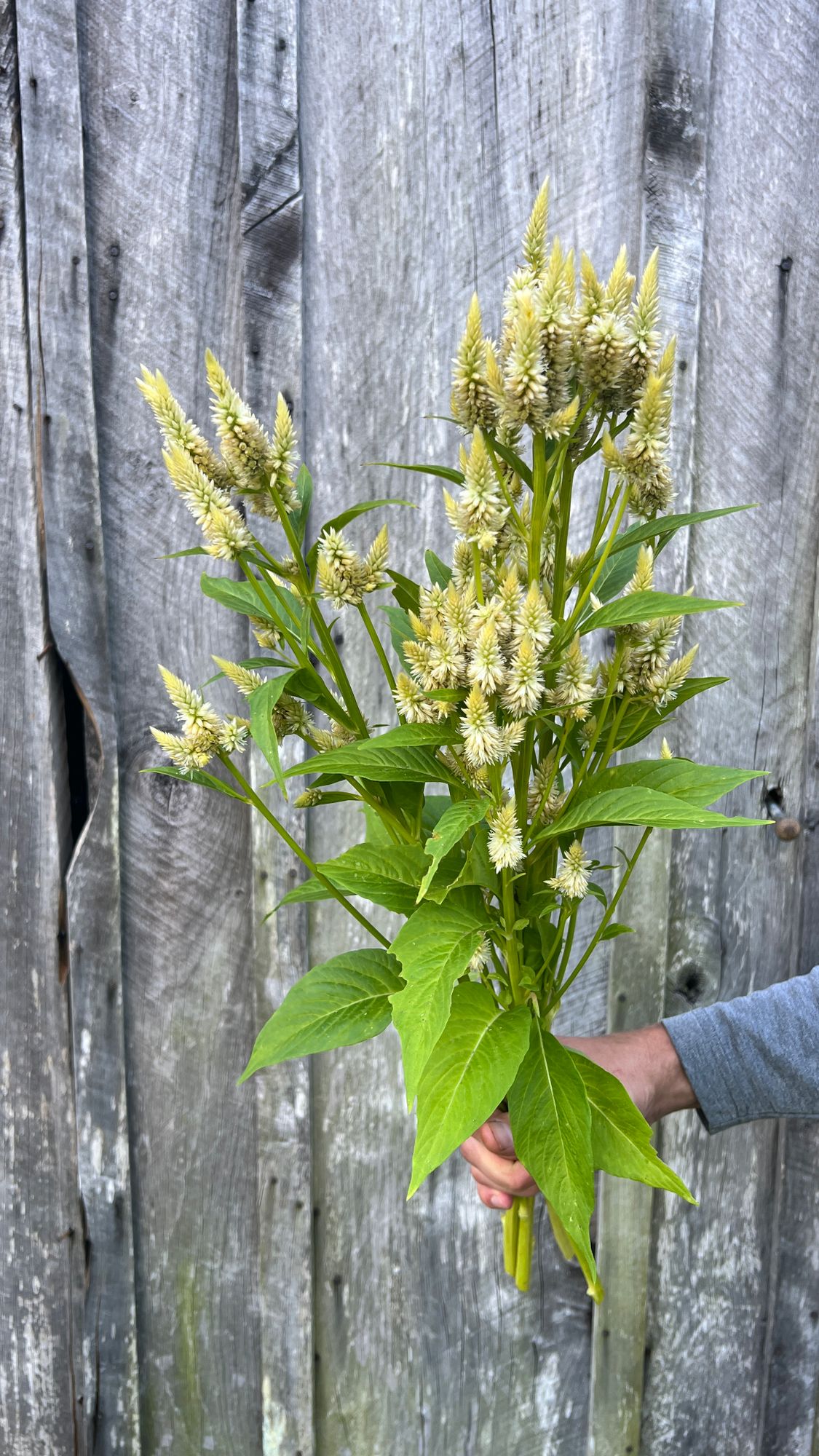 CELOSIA argentea spicata Celway White