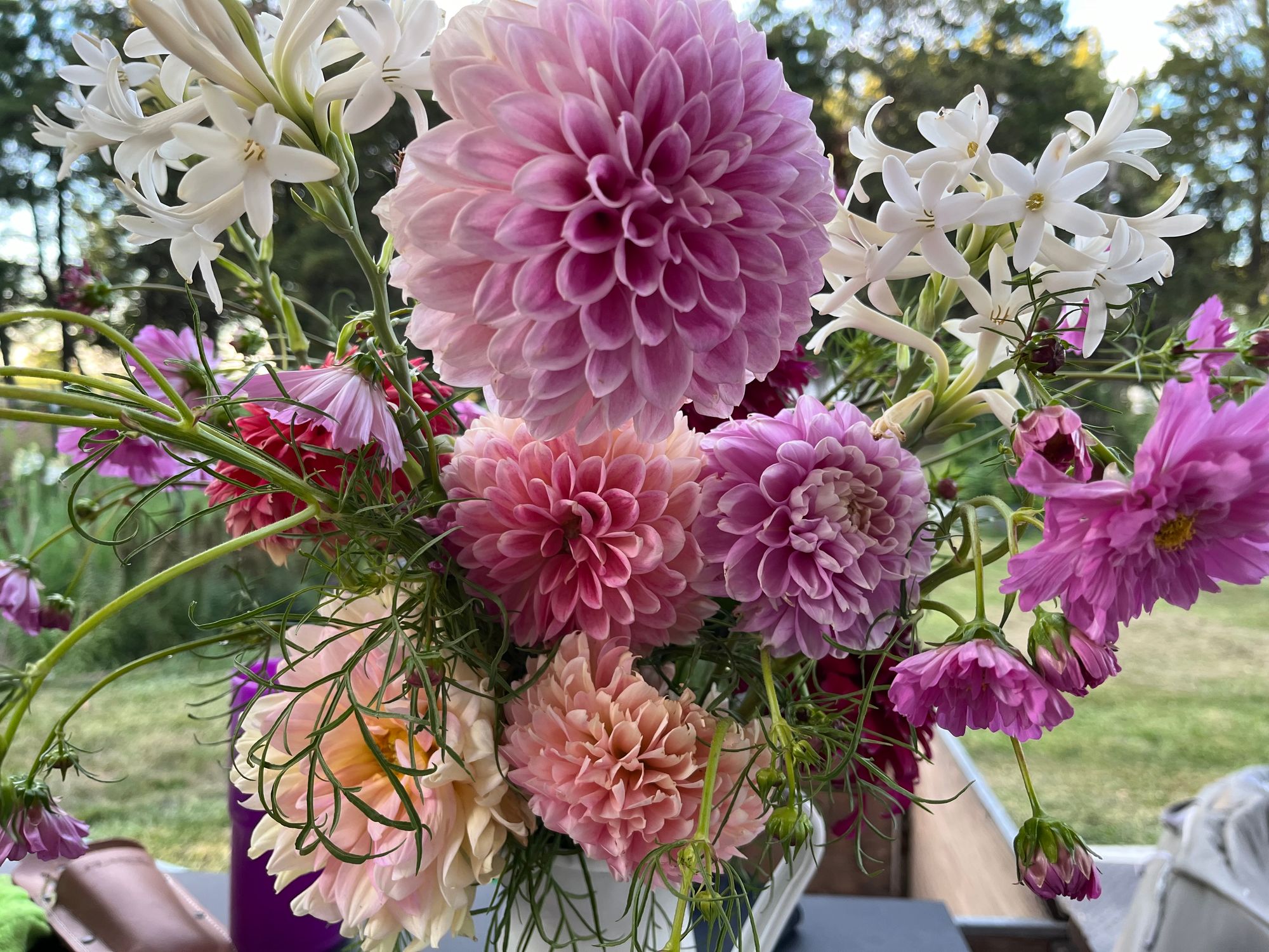 DAHLIA