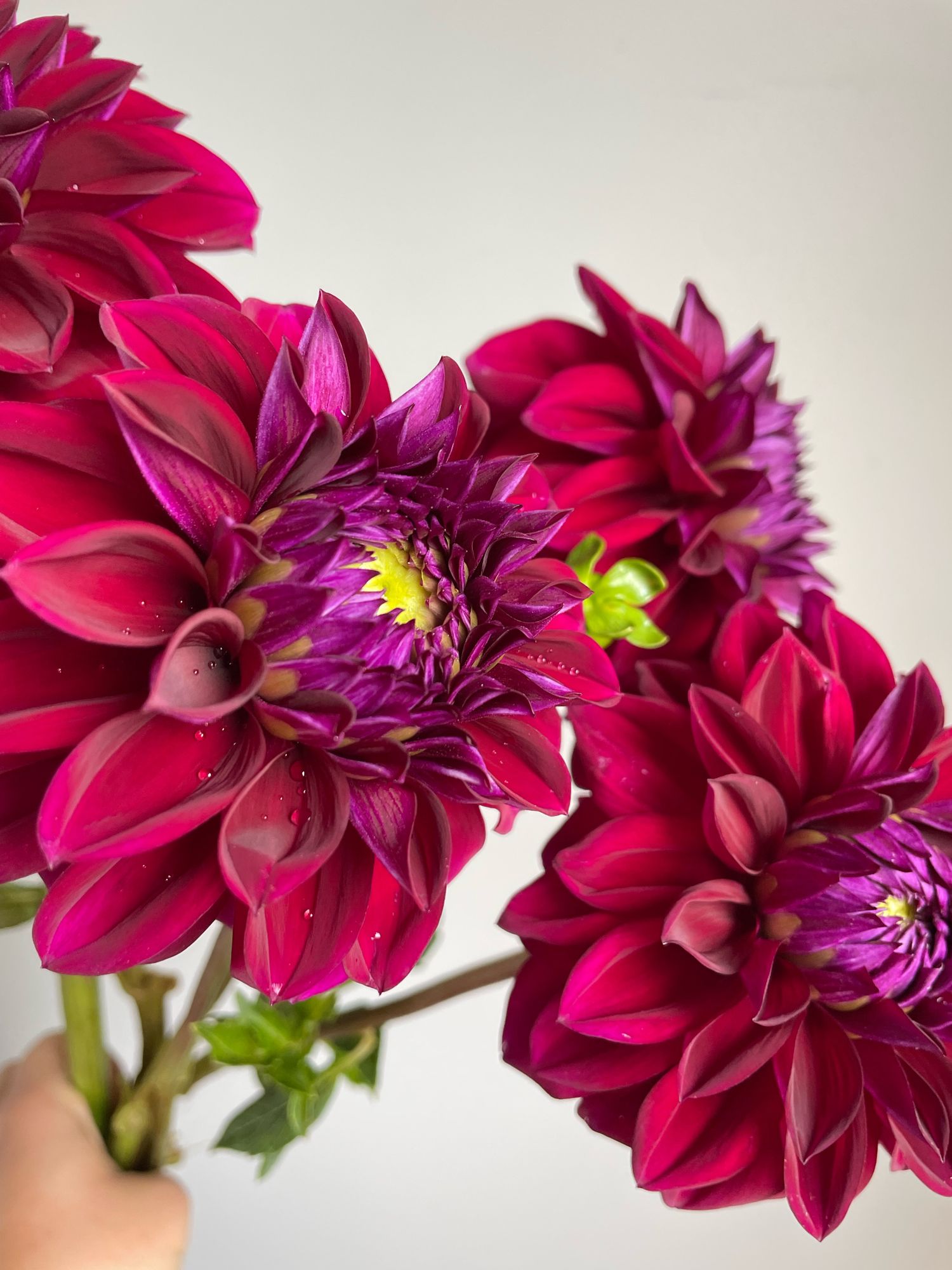 DAHLIA Diva