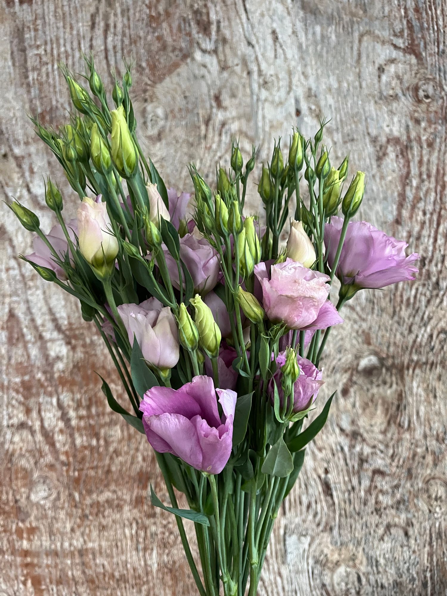 EUSTOMA grandiflorum Voyage