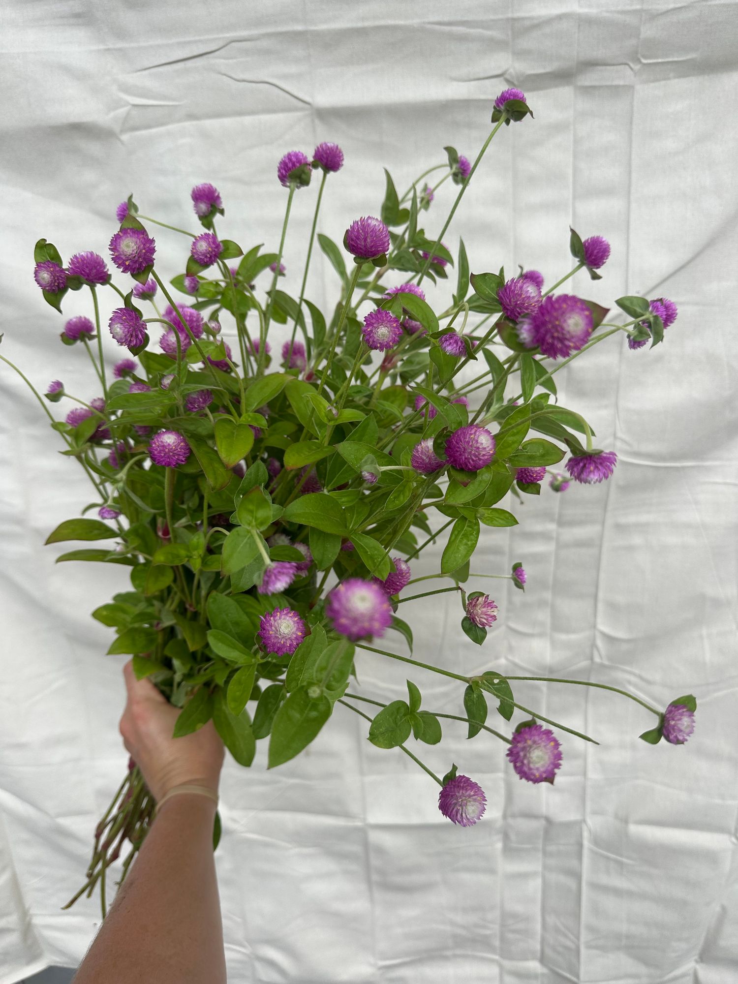 GOMPHRENA globosa Audray