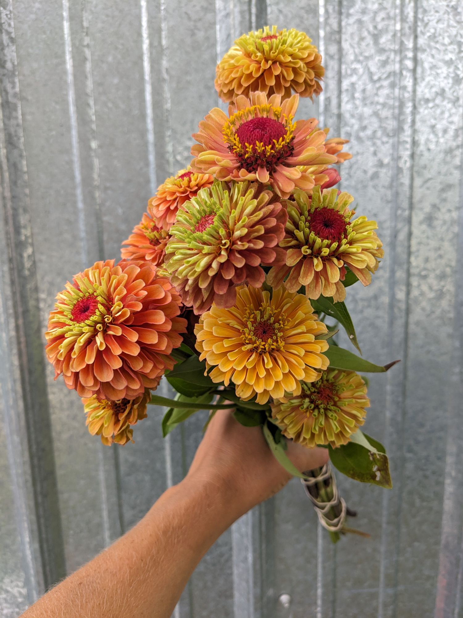 ZINNIA elegans Queeny Lime Orange
