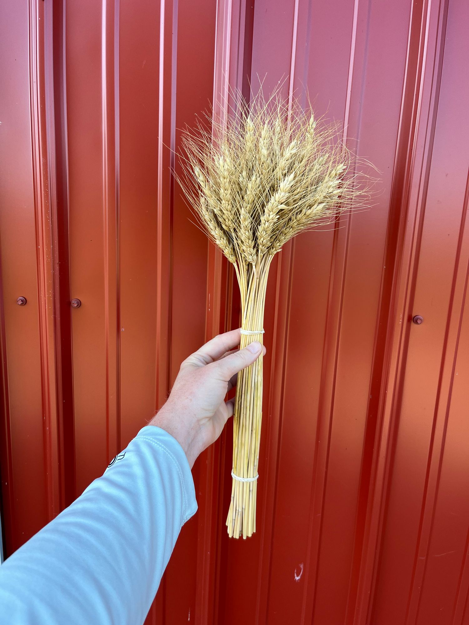 TRITICUM durum