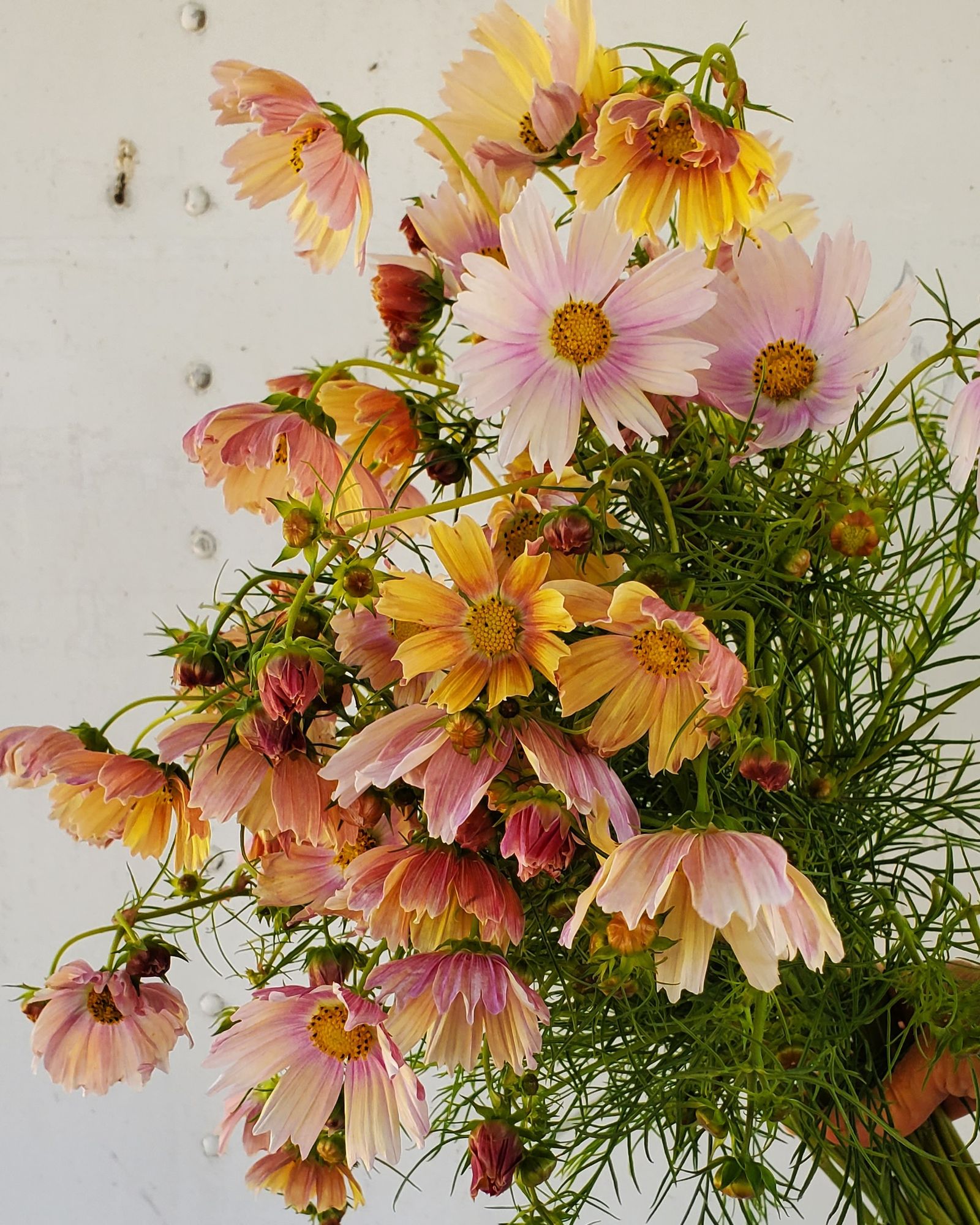 COSMOS bipinnatus Apricot Lemonade