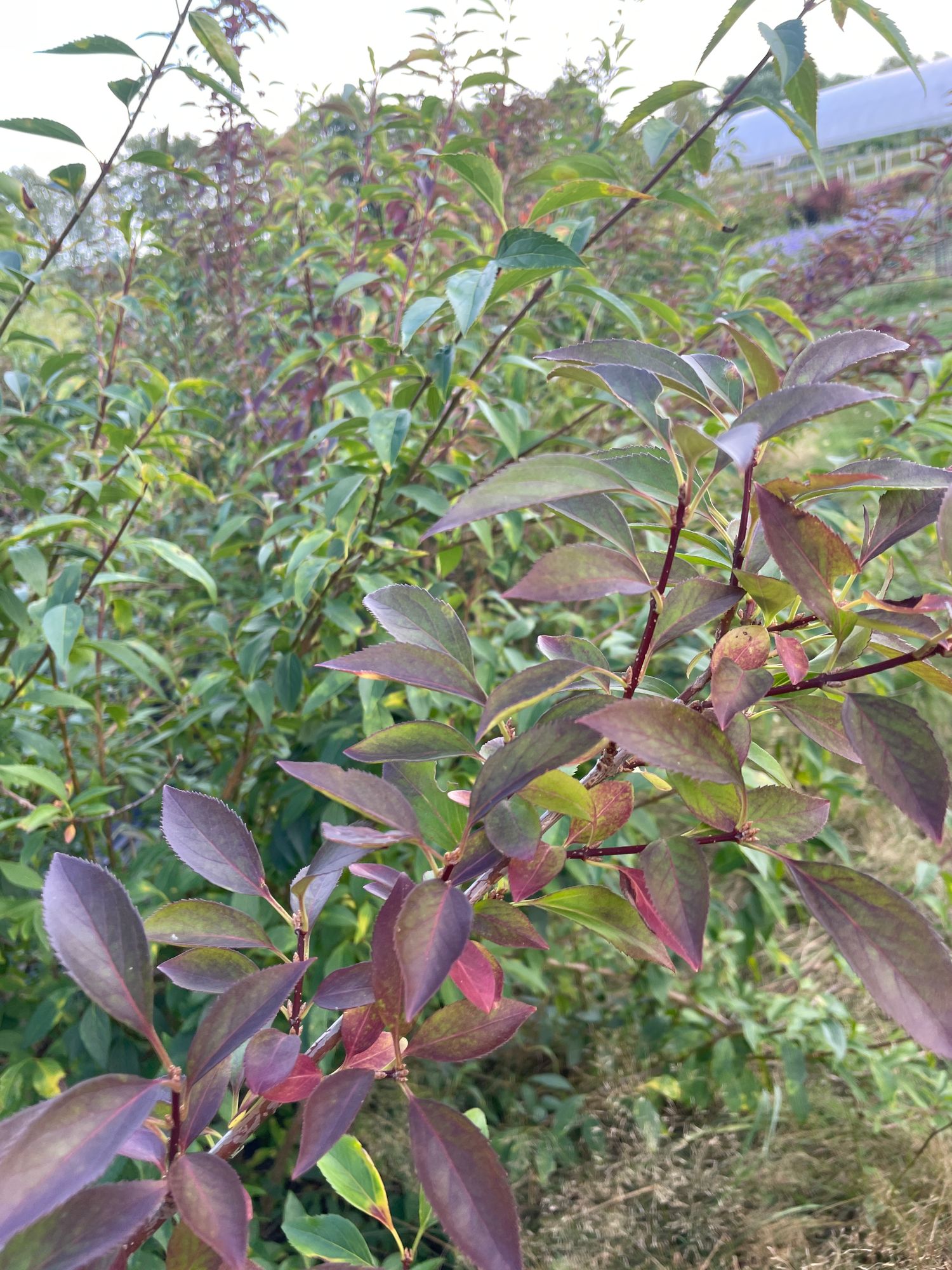 FORSYTHIA
