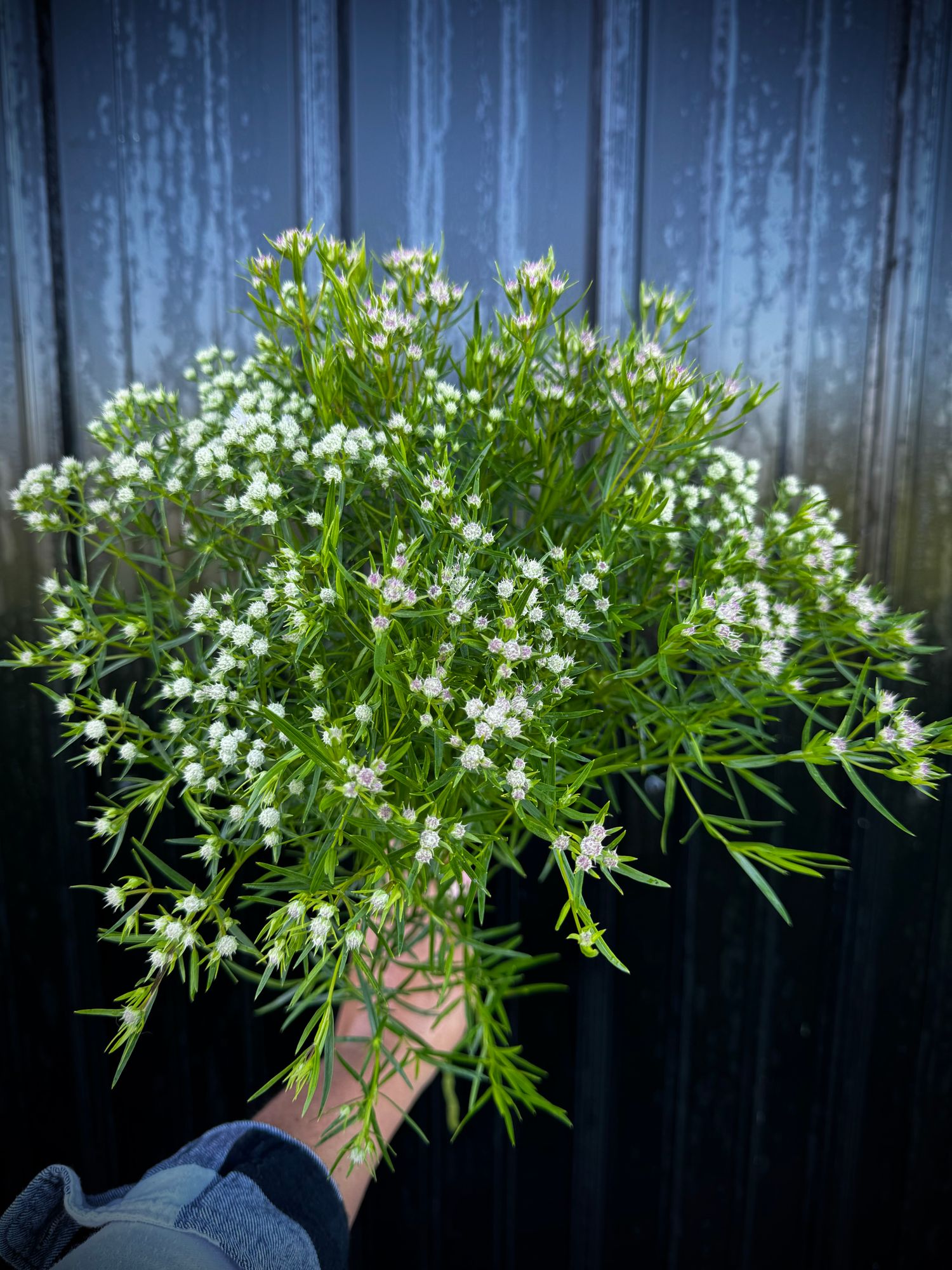 PYCNANTHEMUM tenuifolium