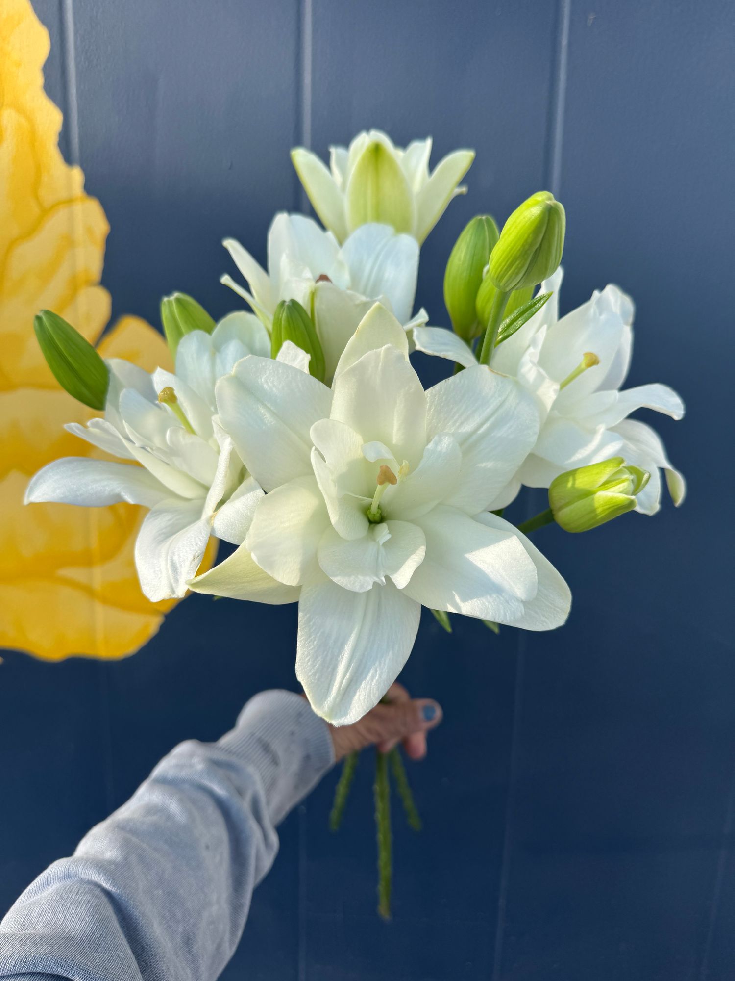 LILIUM longiflorum x asiatic Belvedere