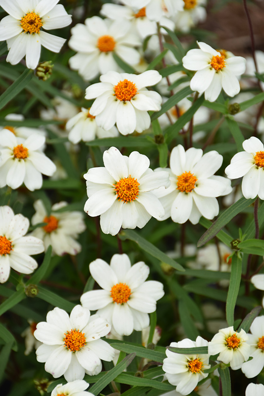 ZINNIA angustifolia White Star