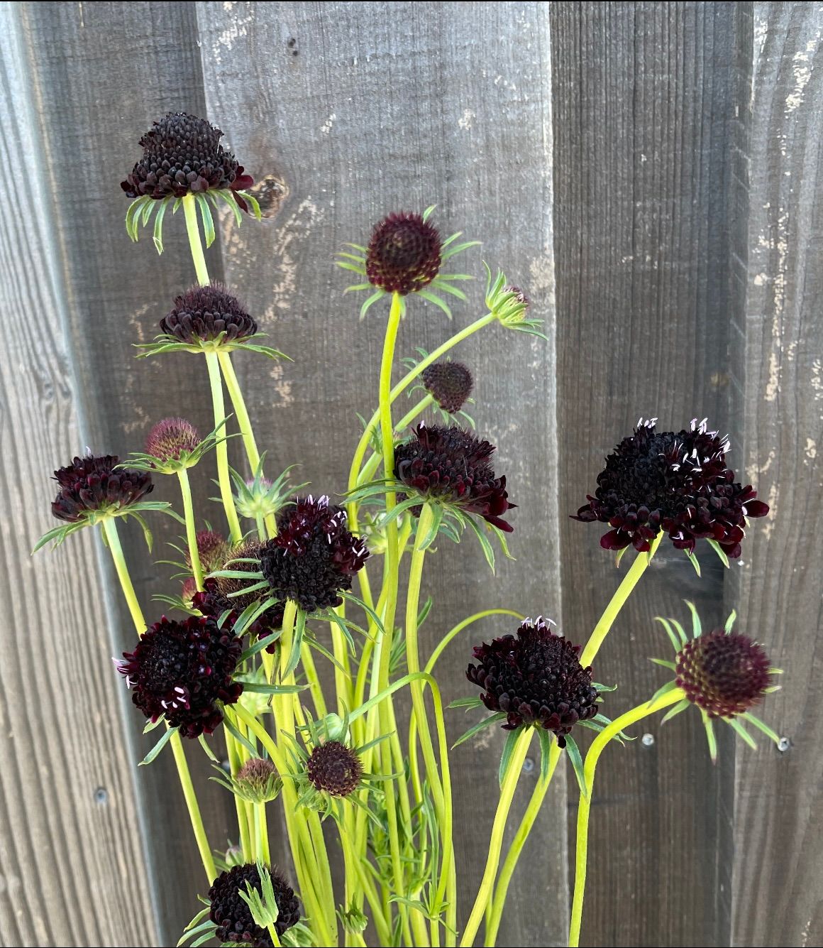 SCABIOSA atropurpurea Black Knight