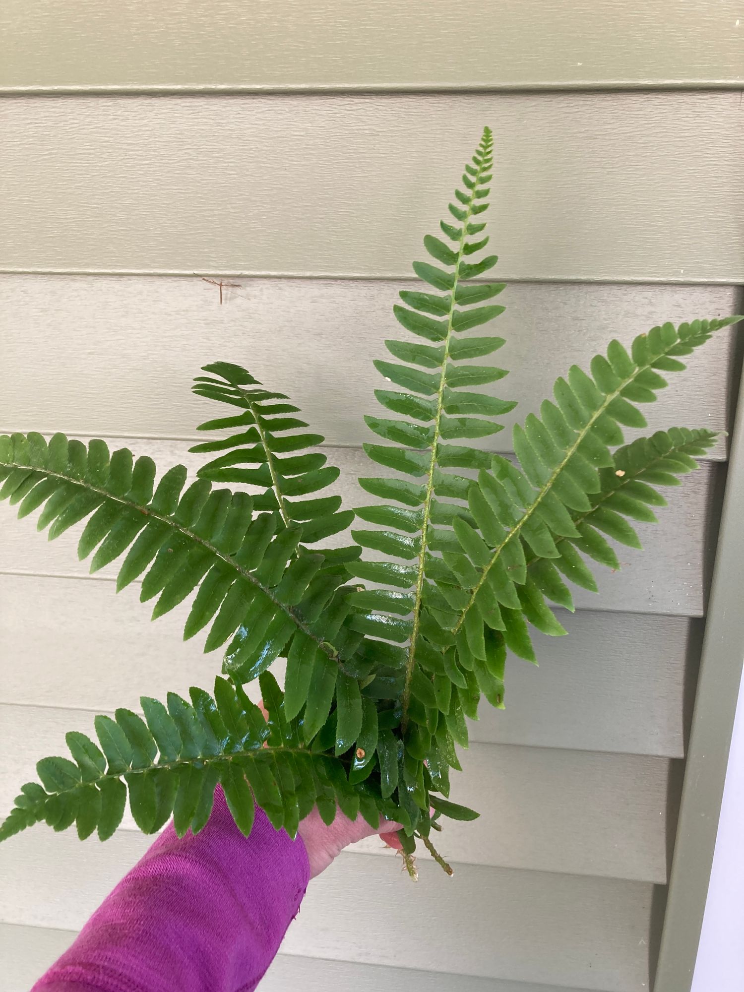 POLYSTICHUM acrostichoides