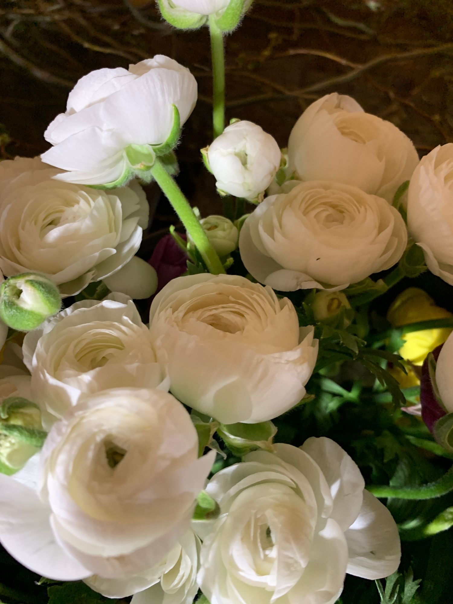 RANUNCULUS