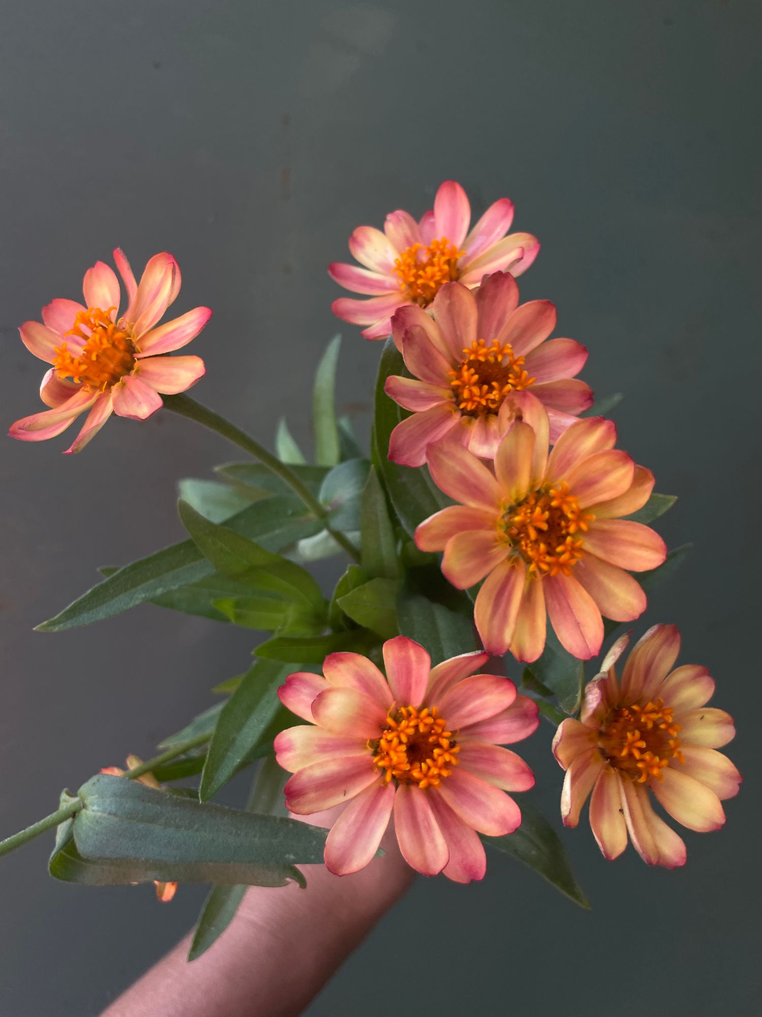 ZINNIA x Profusion Apricot