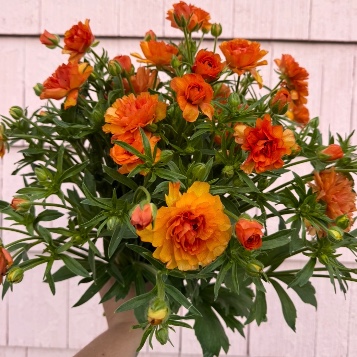 RANUNCULUS Butterfly Phosphorus