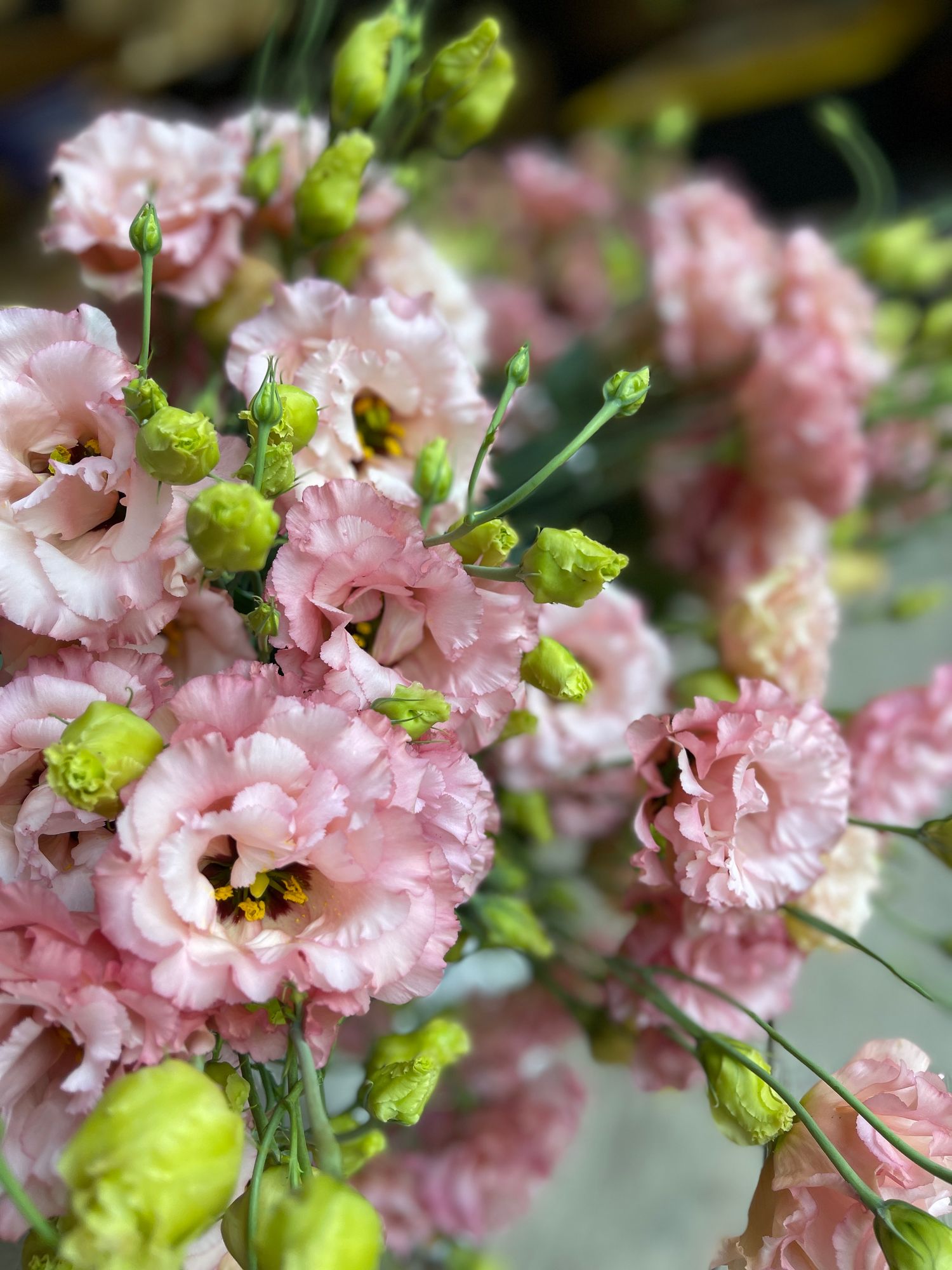 EUSTOMA grandiflorum Celeb Apricot