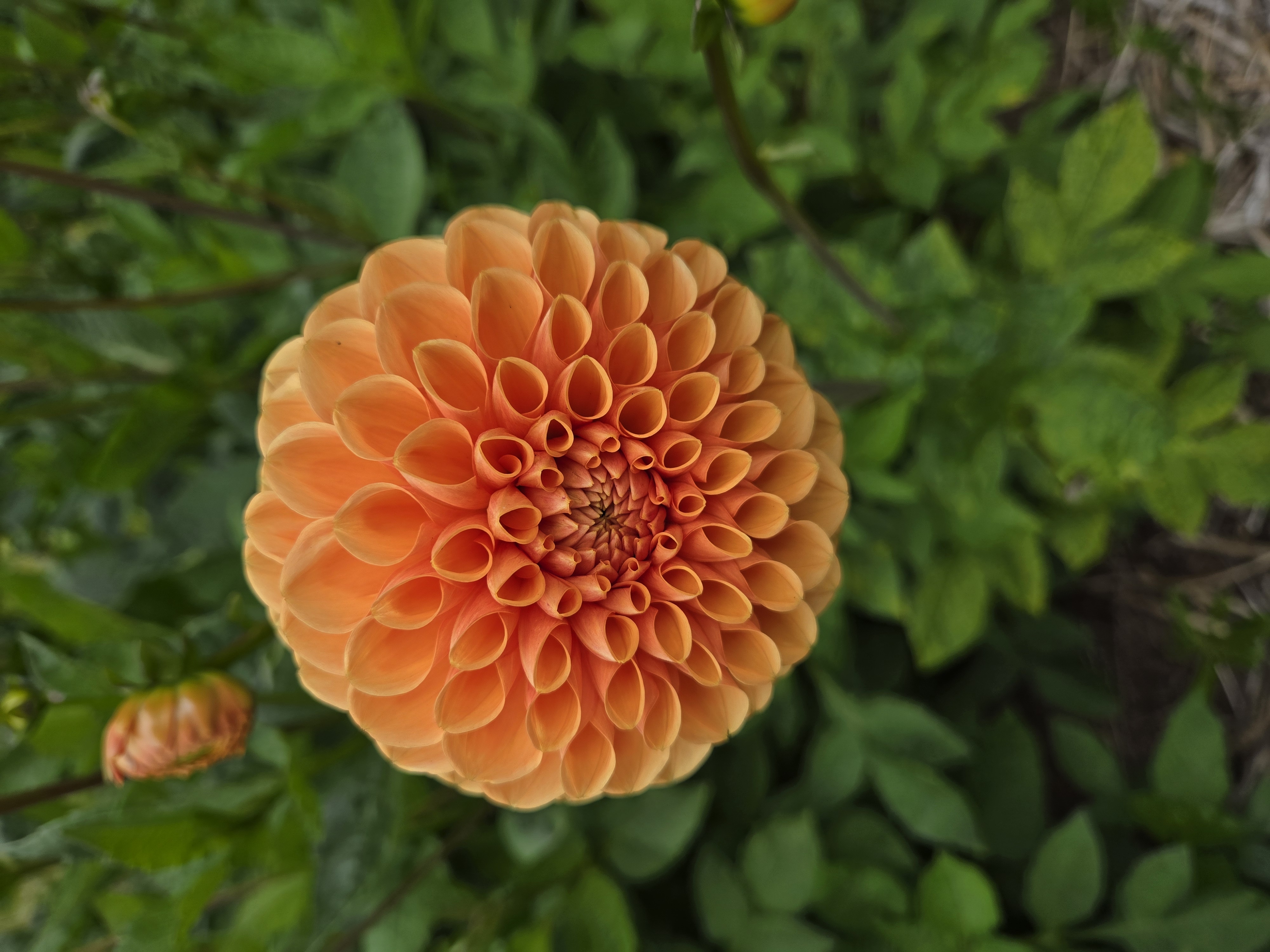 DAHLIA Maarn