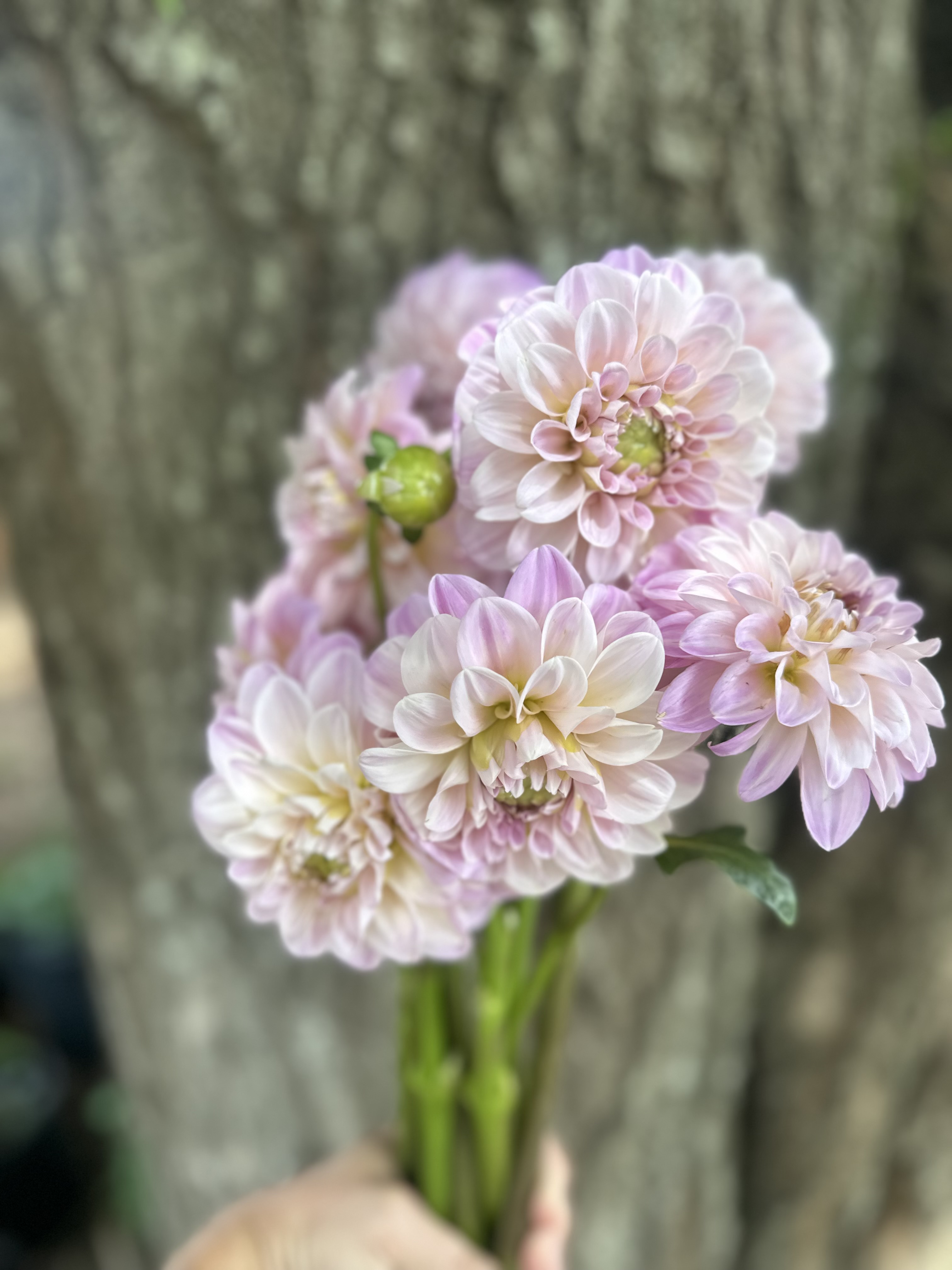 DAHLIA Sweet Nathalie
