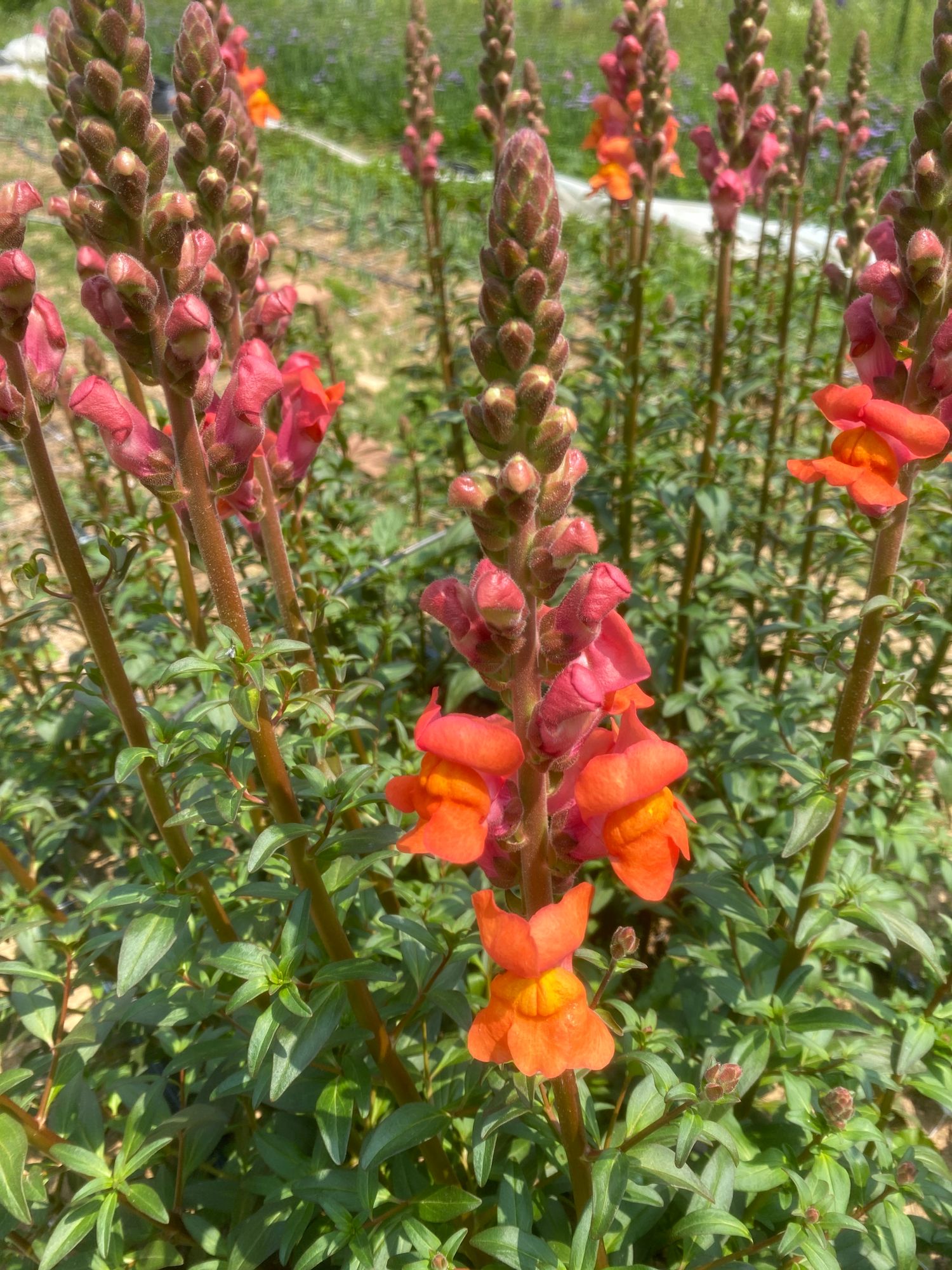 ANTIRRHINUM majus Potomac Dark Orange