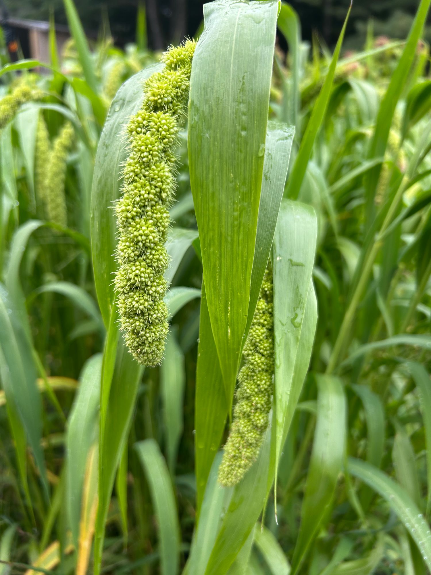 SETARIA italica Lime Light Spray Millet