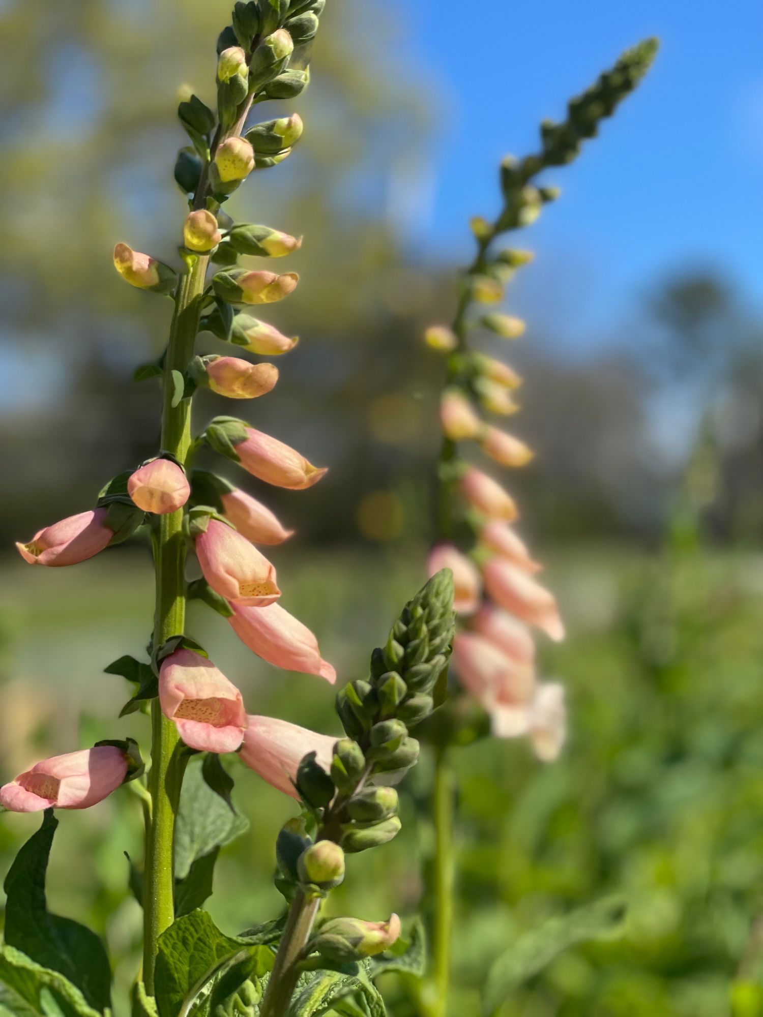 DIGITALIS purpurea Dalmatian Peach