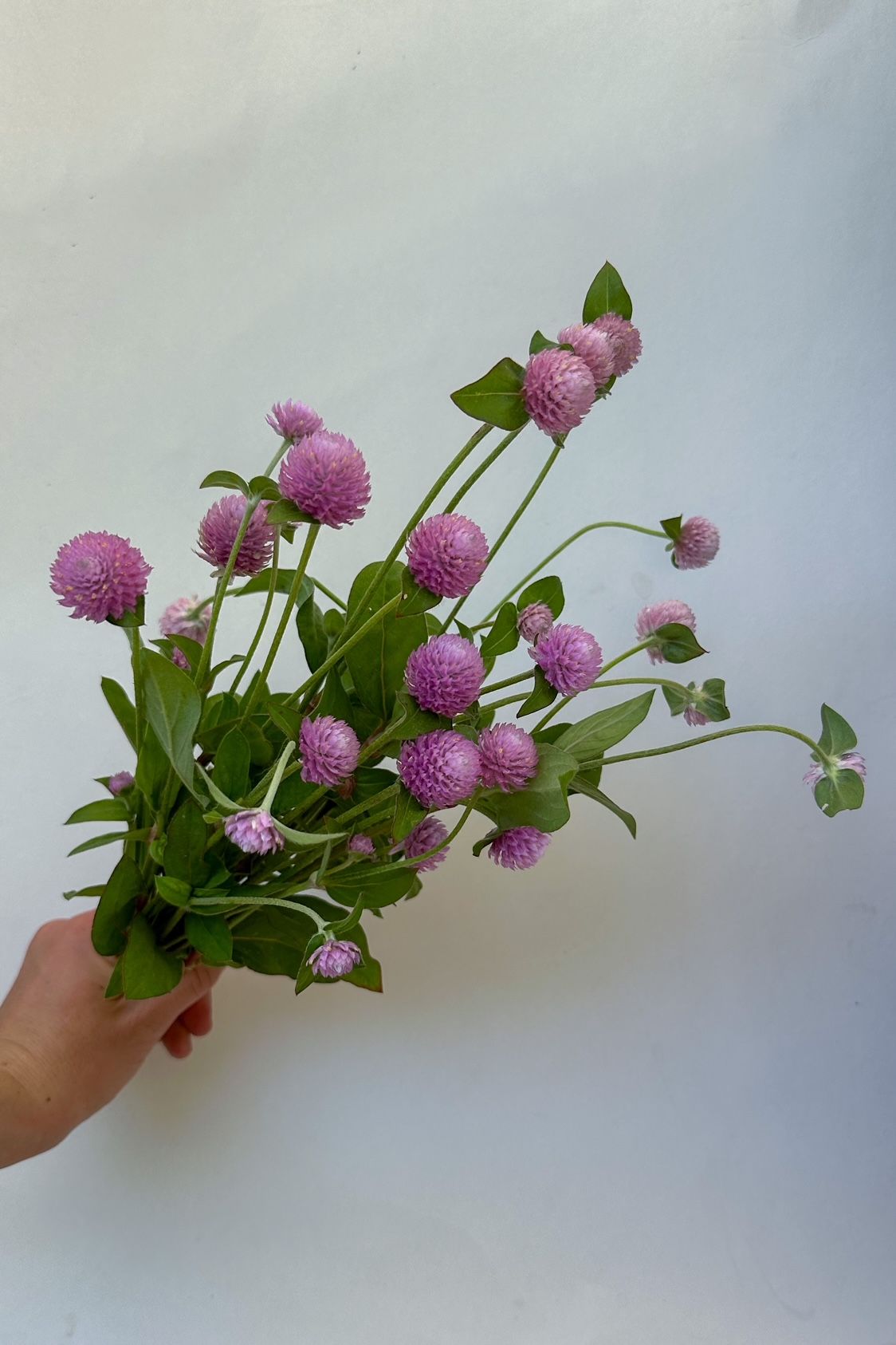 GOMPHRENA globosa QIS