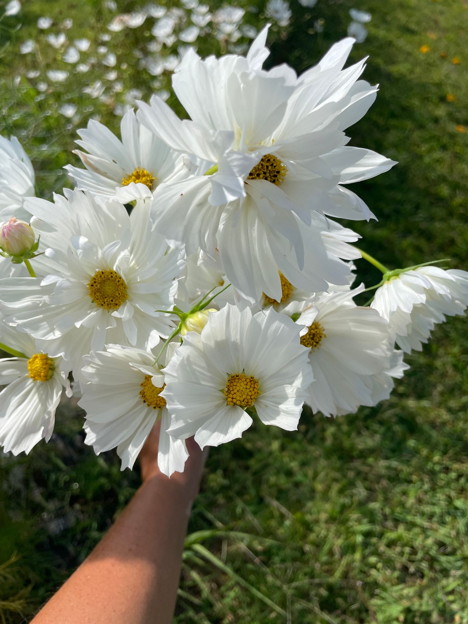 COSMOS bipinnatus Versailles