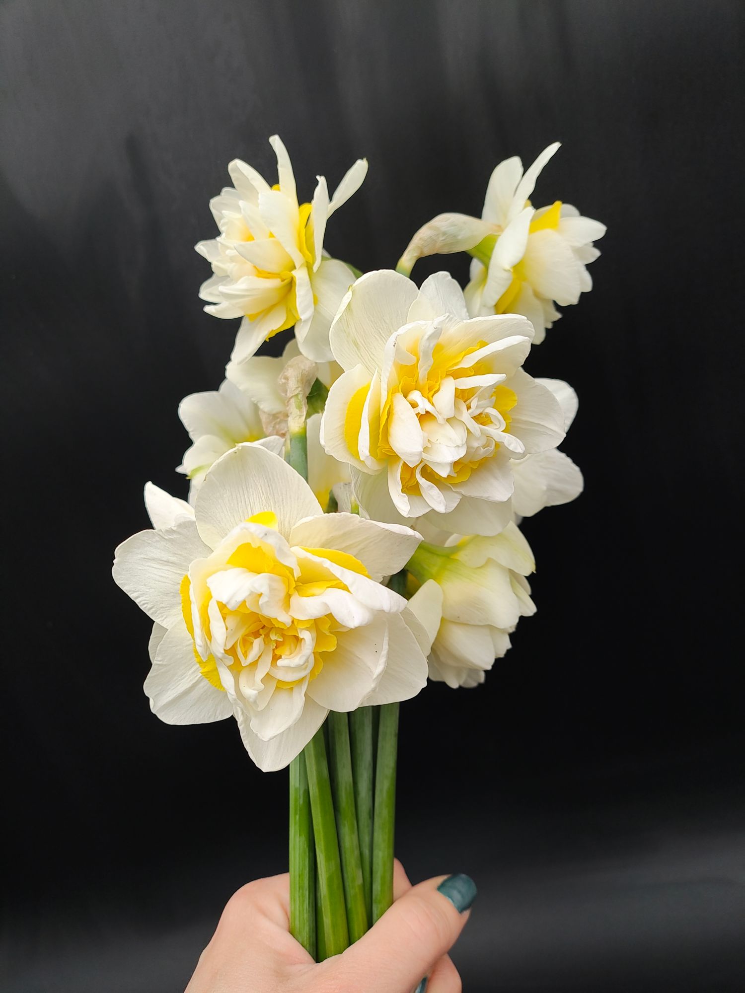 NARCISSUS Snow Paradise
