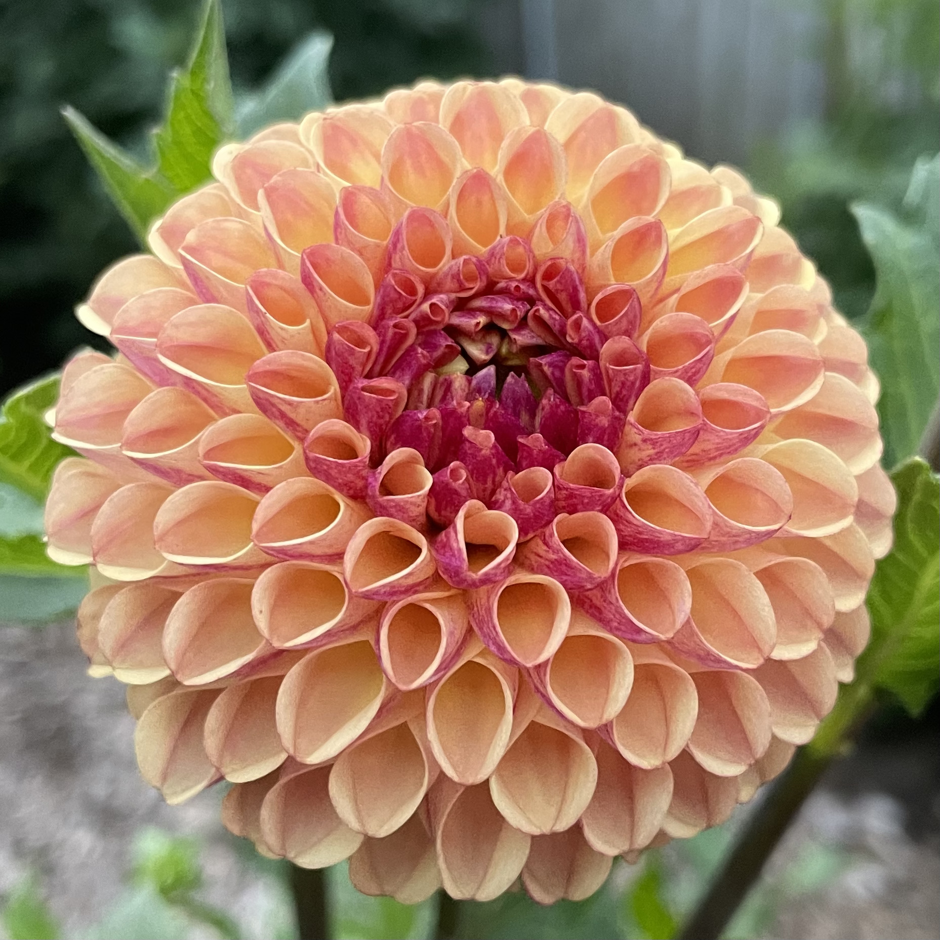 DAHLIA Ferncliff Spice