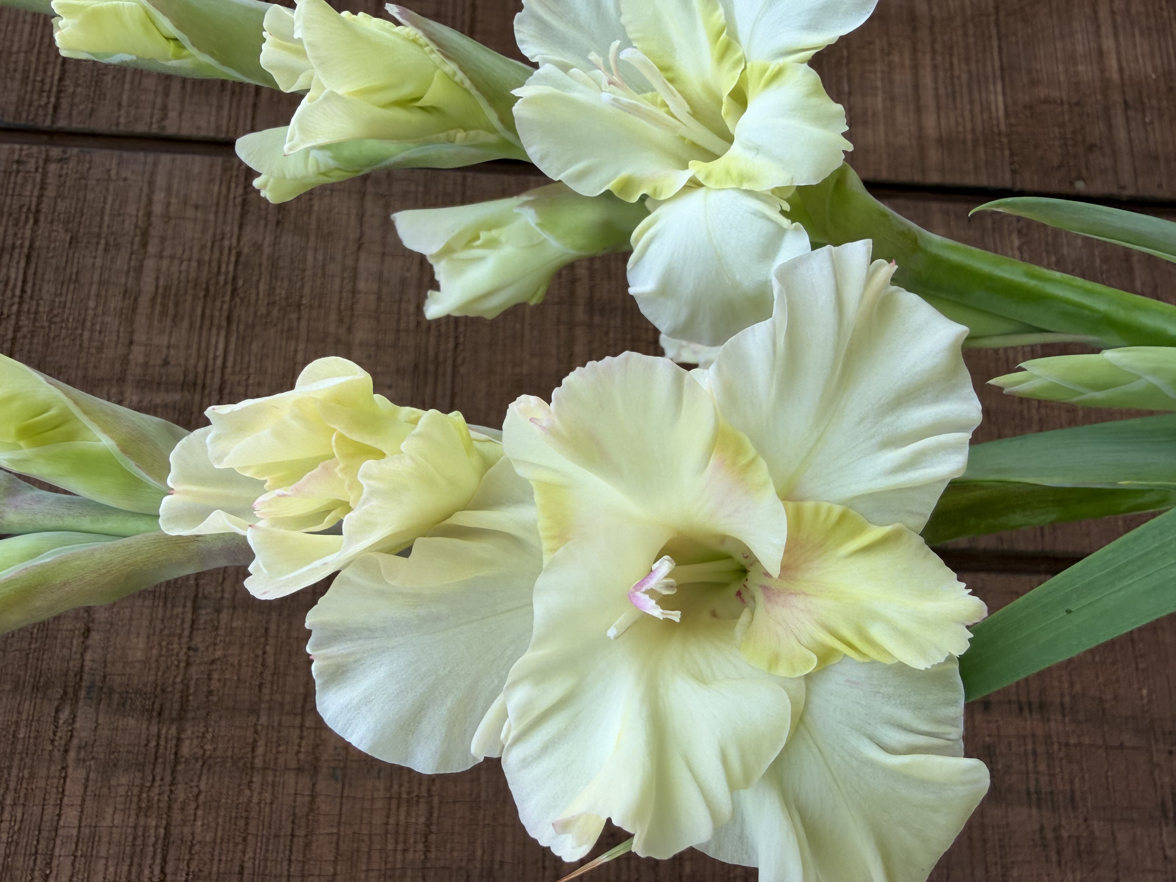 GLADIOLUS
